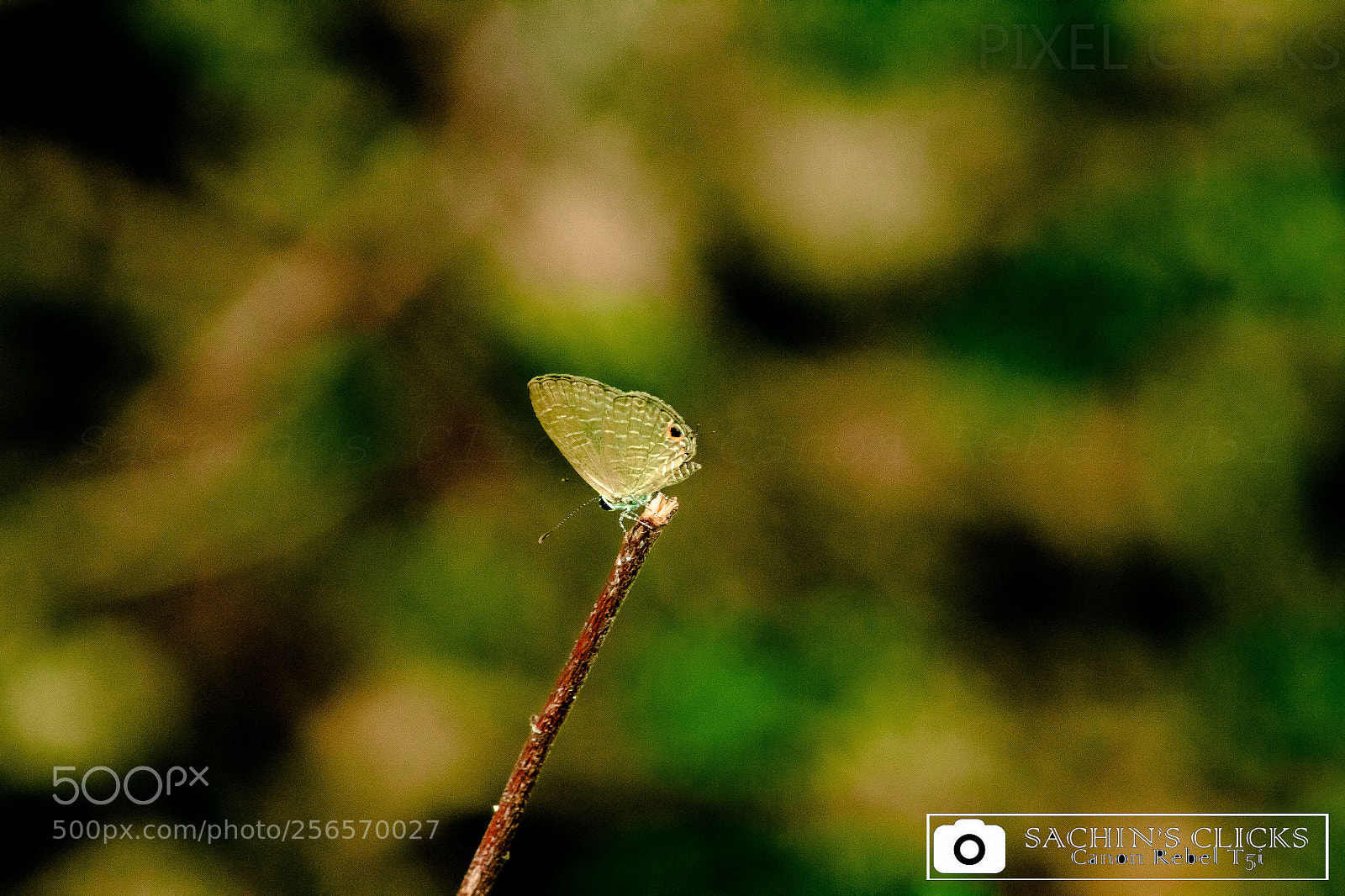 Canon EOS 700D (EOS Rebel T5i / EOS Kiss X7i) sample photo. Butterfly photography