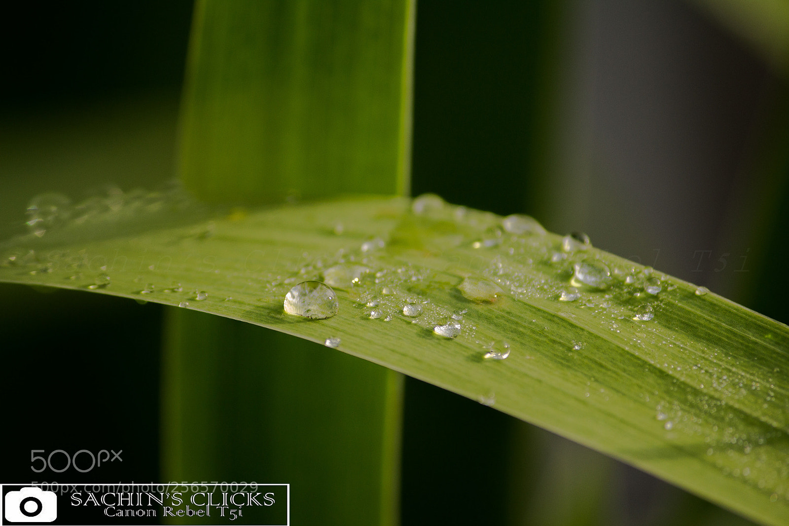 Canon EOS 700D (EOS Rebel T5i / EOS Kiss X7i) sample photo. Drops photography