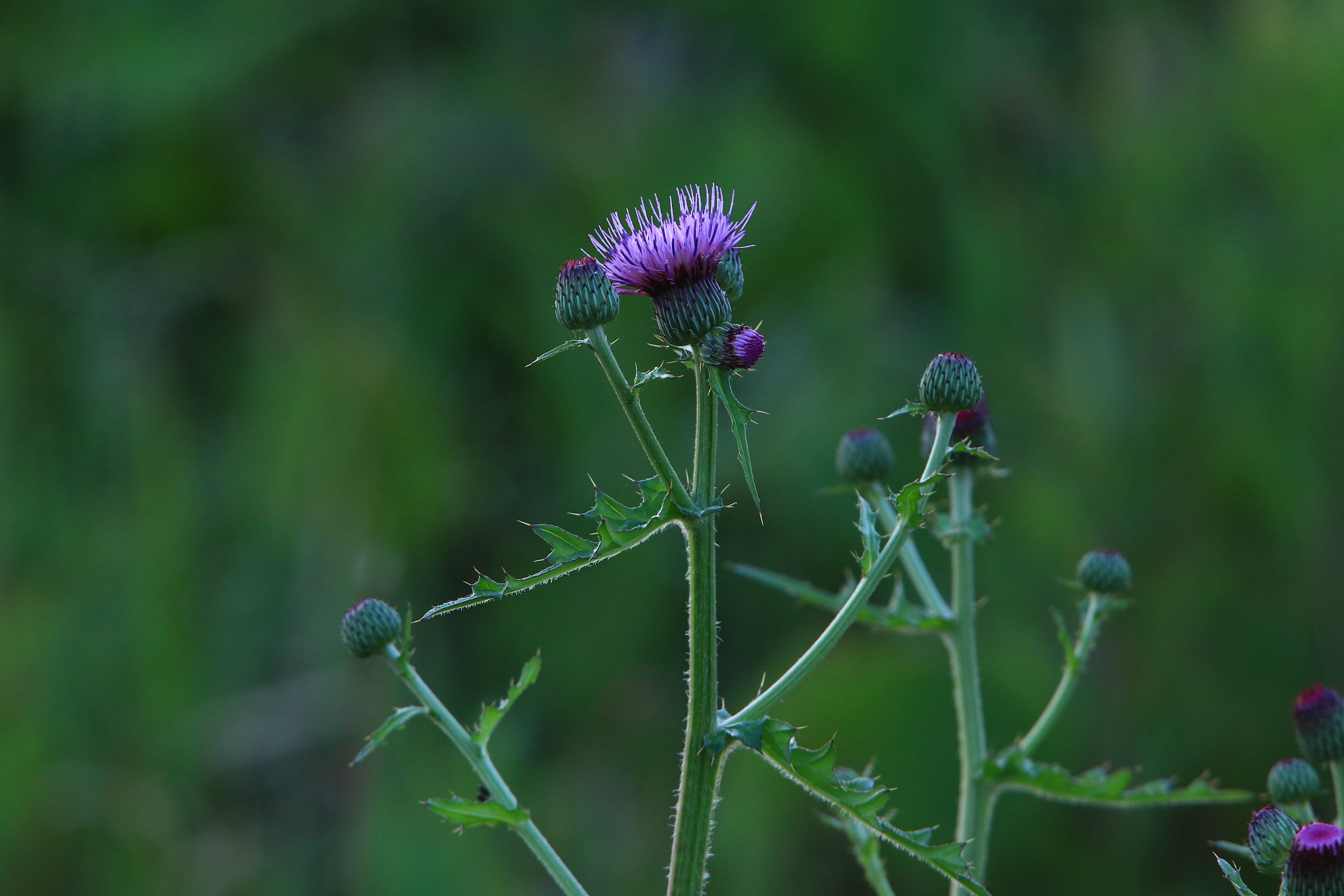 Canon EOS 7D Mark II + Canon EF 400mm F2.8L IS USM sample photo. Thistle  アザミ photography