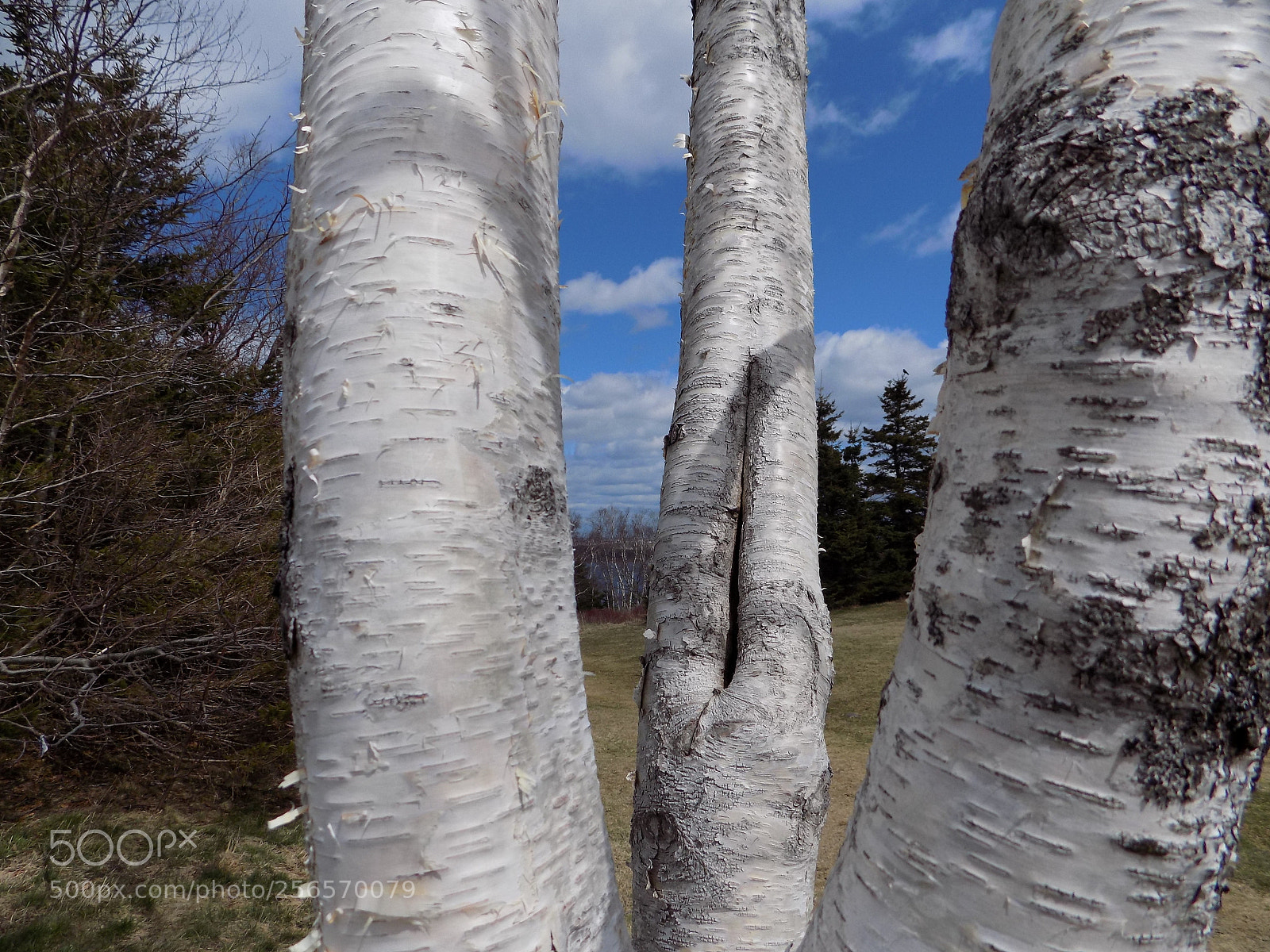 Nikon COOLPIX L330 sample photo. Framed birches photography