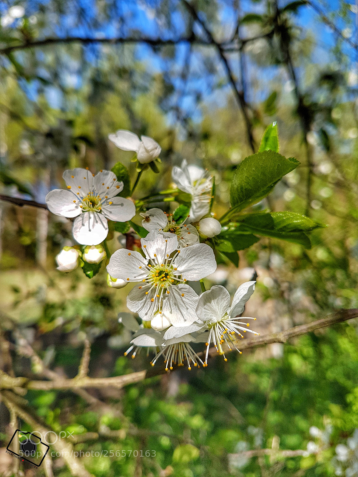 Samsung Galaxy S7 Edge sample photo. Flower photography