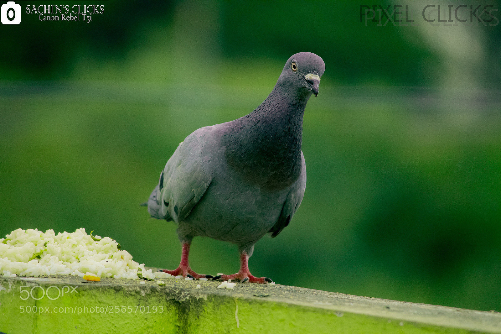 Canon EOS 700D (EOS Rebel T5i / EOS Kiss X7i) sample photo. Pigeon photography