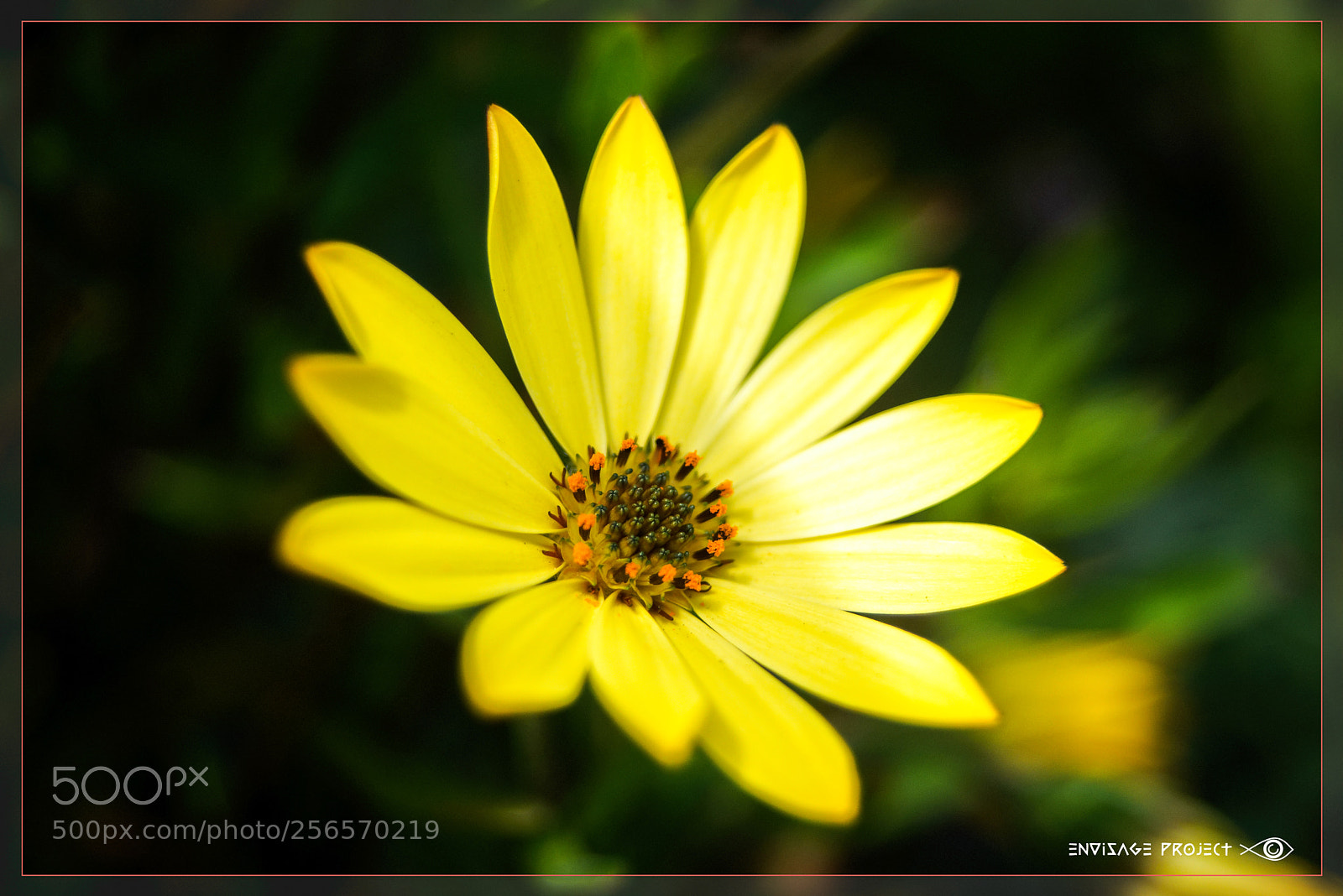 Sony a7R sample photo. Butter yellow blossom photography