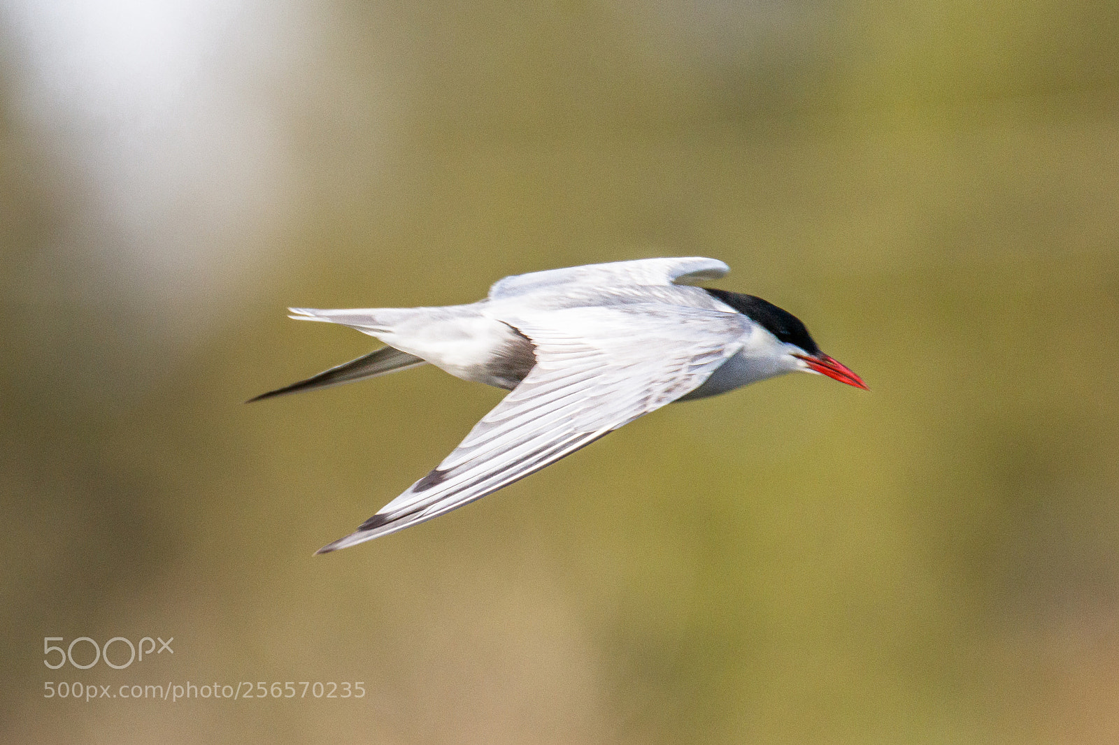 Canon EOS 80D sample photo. Whiskered tern photography