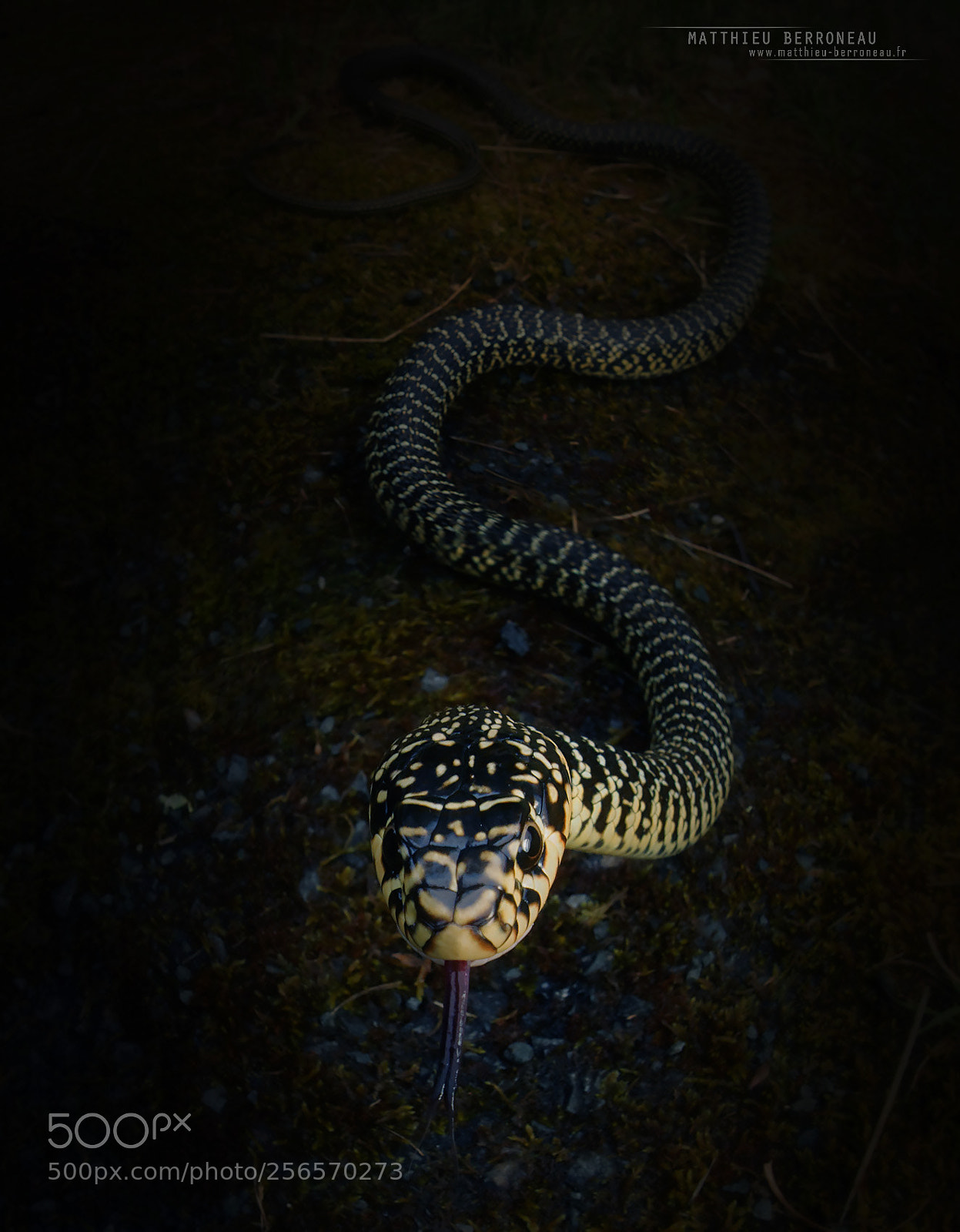 Sony a7 II sample photo. Western whip snake photography