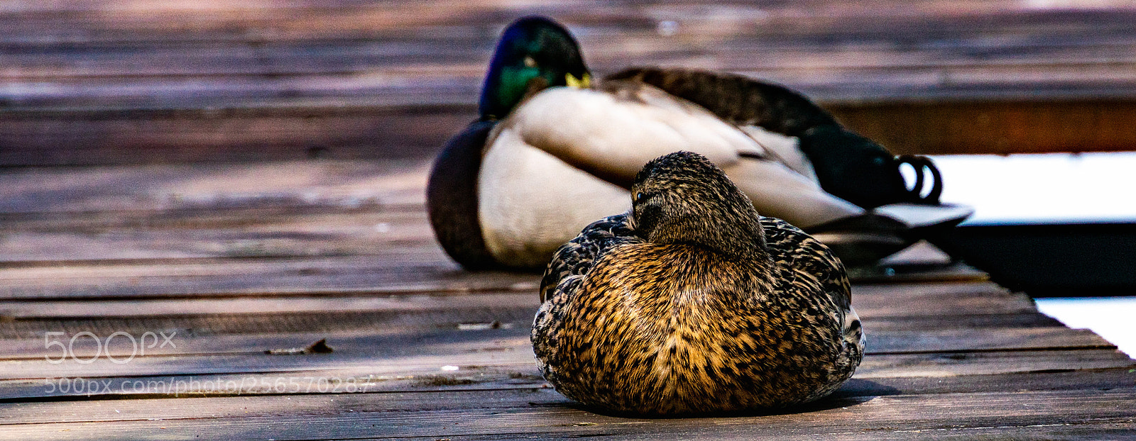 Sony ILCA-77M2 sample photo. Ducks couple photography