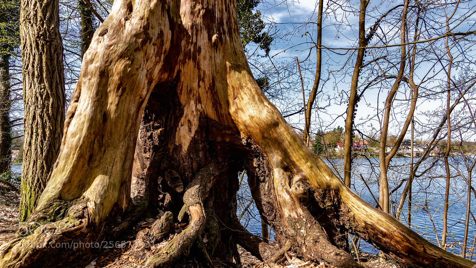 Sony ILCA-77M2 sample photo. The tree, dead but photography