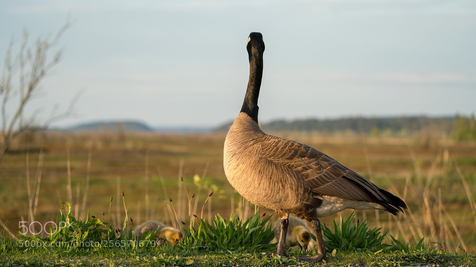 Sony a7R III sample photo. Watching the kids photography