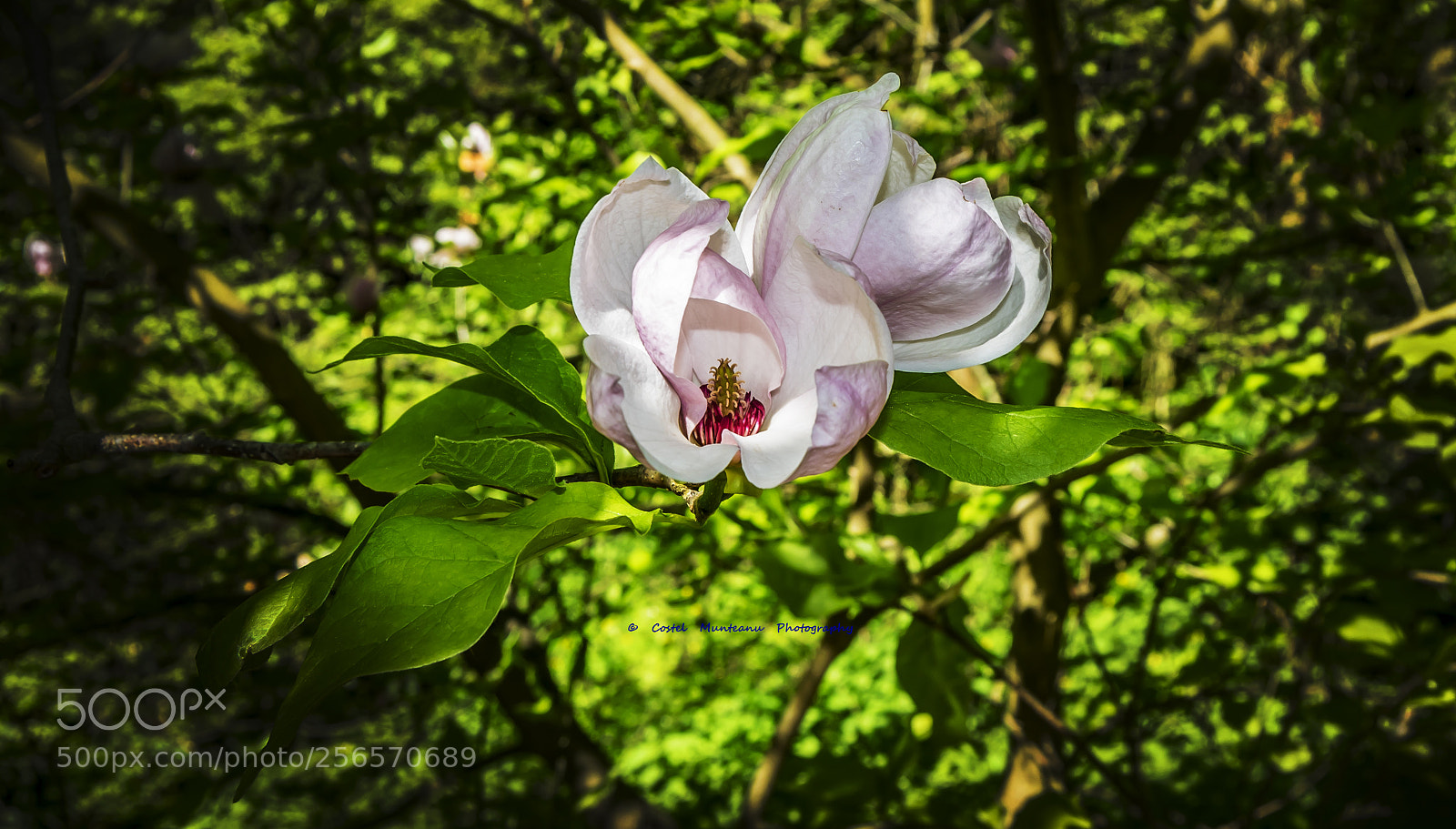Nikon D3300 sample photo. _______magnolias 11.0 photography