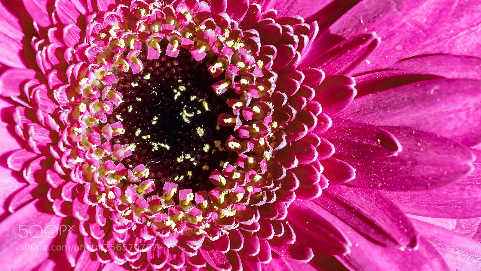 Sony ILCA-77M2 sample photo. Gerbera sector photography