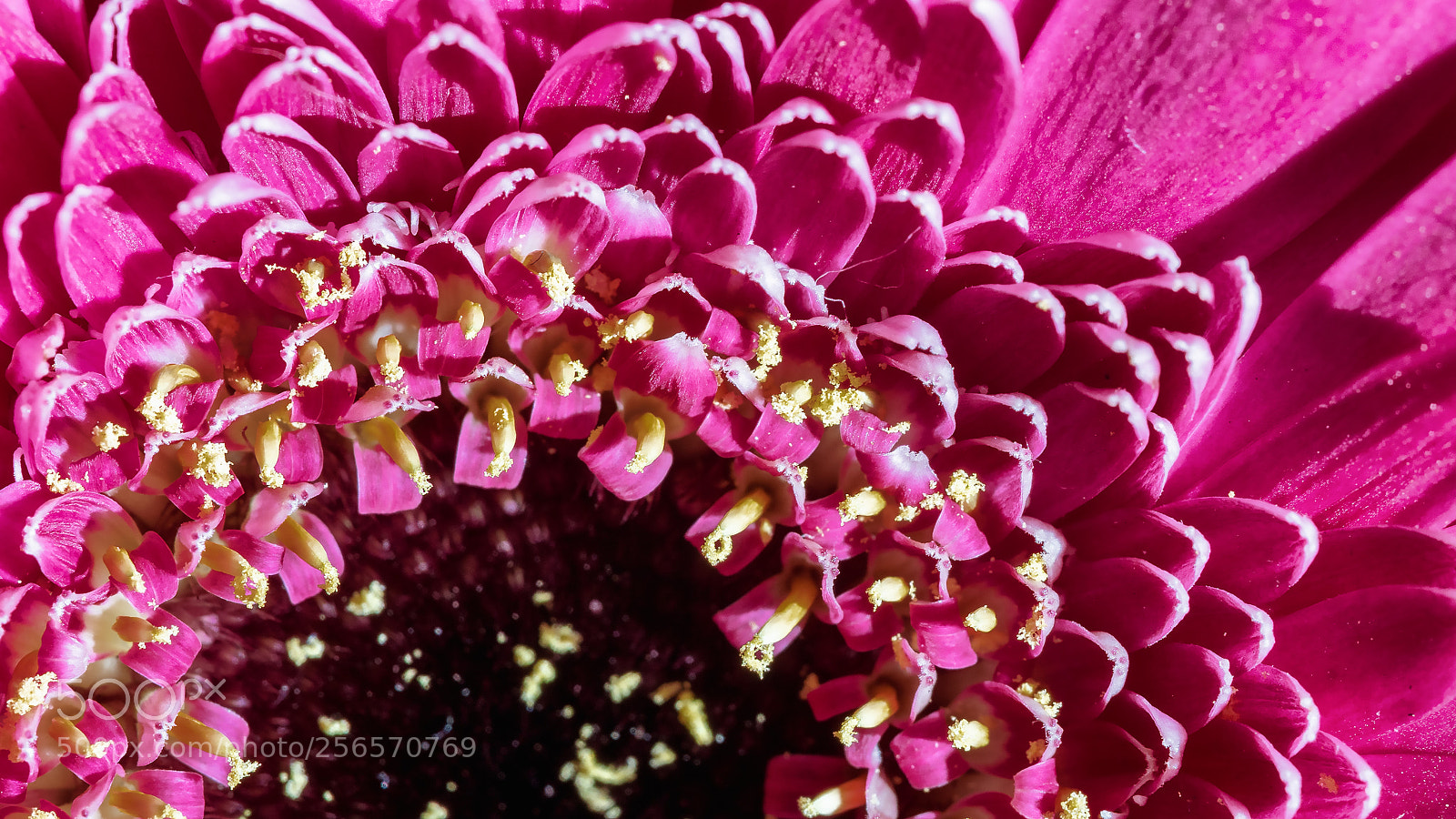 Sony ILCA-77M2 sample photo. Gerbera macro photography