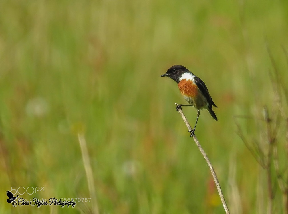 Nikon Coolpix P900 sample photo. Stonechat (roodborsttapuit) photography