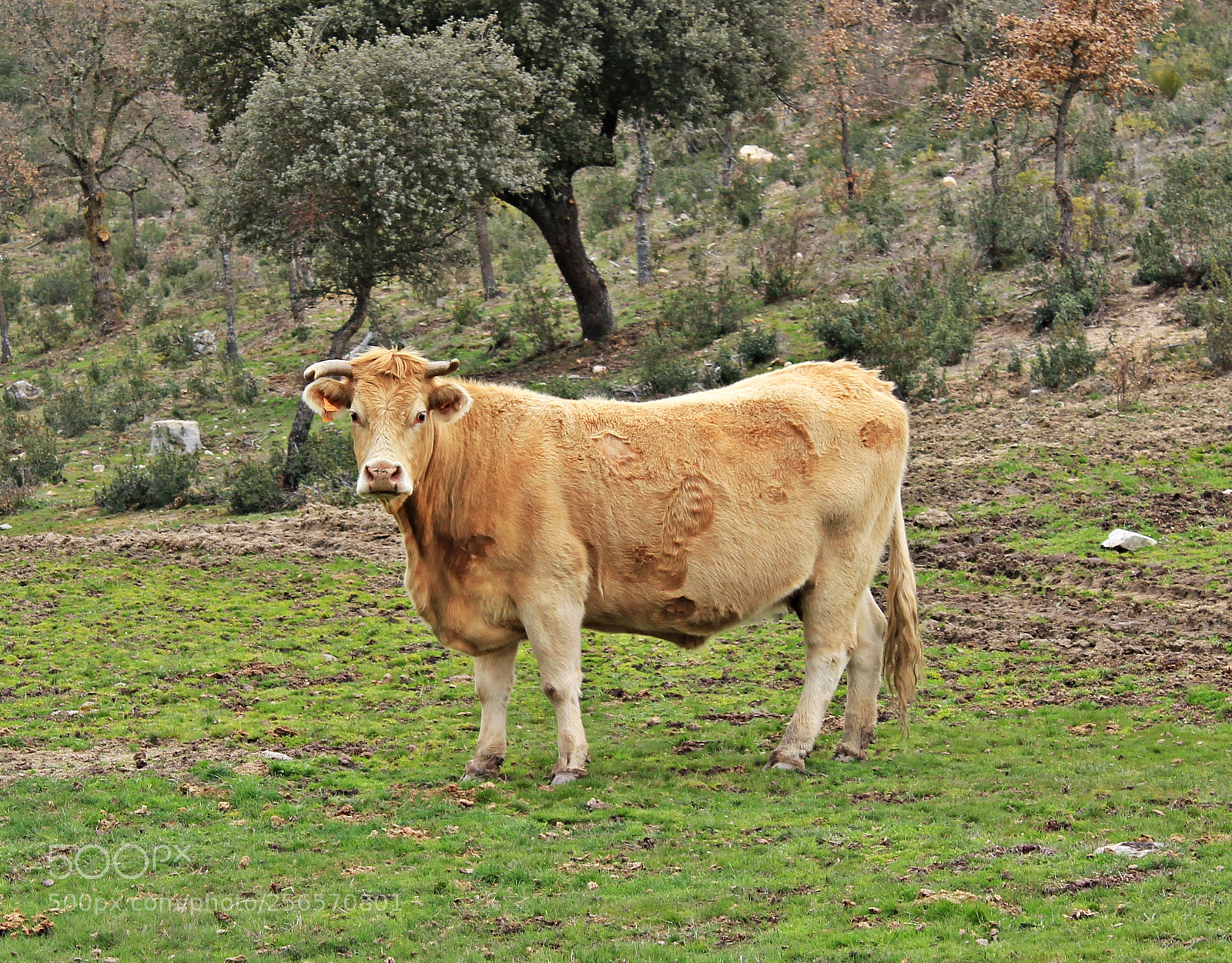 Canon EOS 1300D (EOS Rebel T6 / EOS Kiss X80) sample photo. Mirando el tren photography
