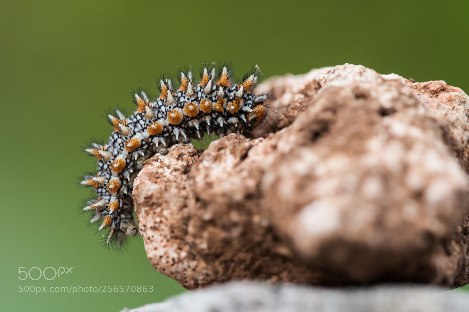Nikon D700 sample photo. Bruco di melitaea didyma photography