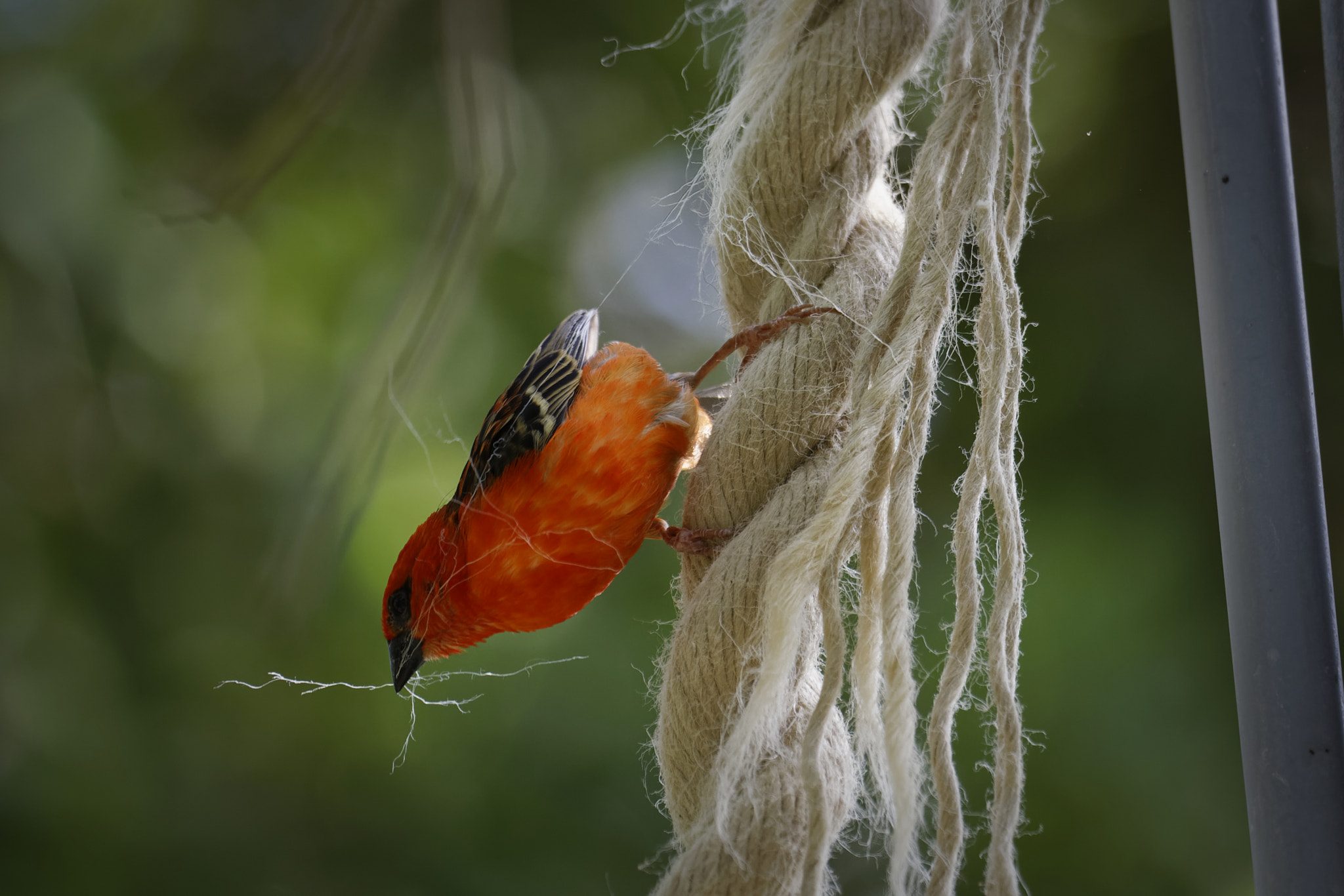 Canon EF 100-400mm F4.5-5.6L IS USM sample photo. 6d_8838 - red bird makes it's nest. photography