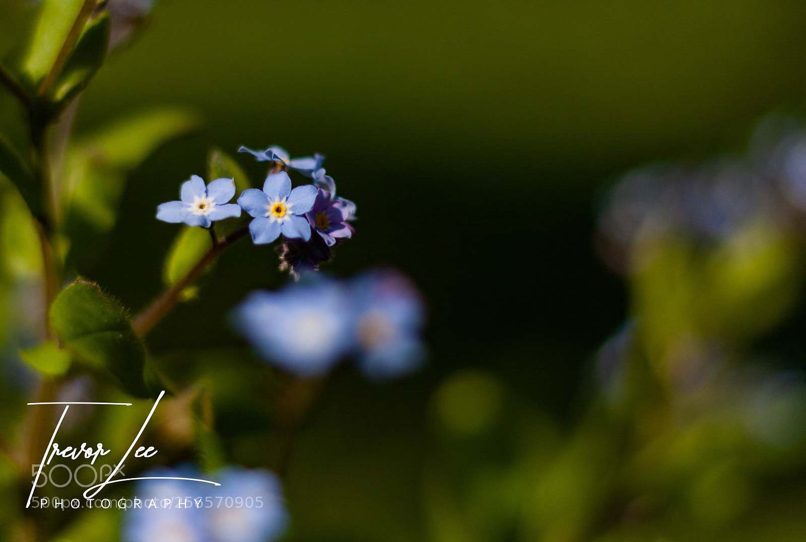 Canon EOS 40D sample photo. Forget me not.... photography