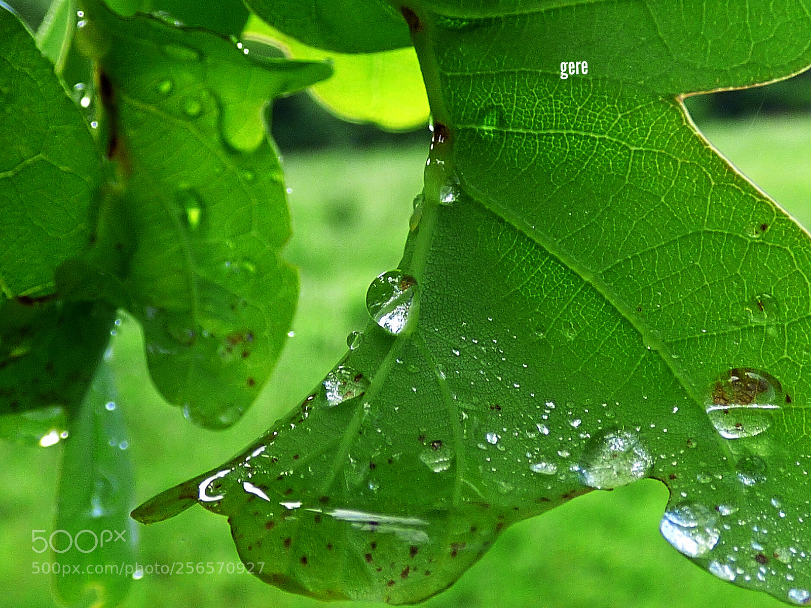 Panasonic DMC-FZ72 sample photo. Rain photography