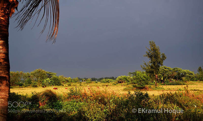 Nikon D3300 sample photo. Hatia, noakhali photography