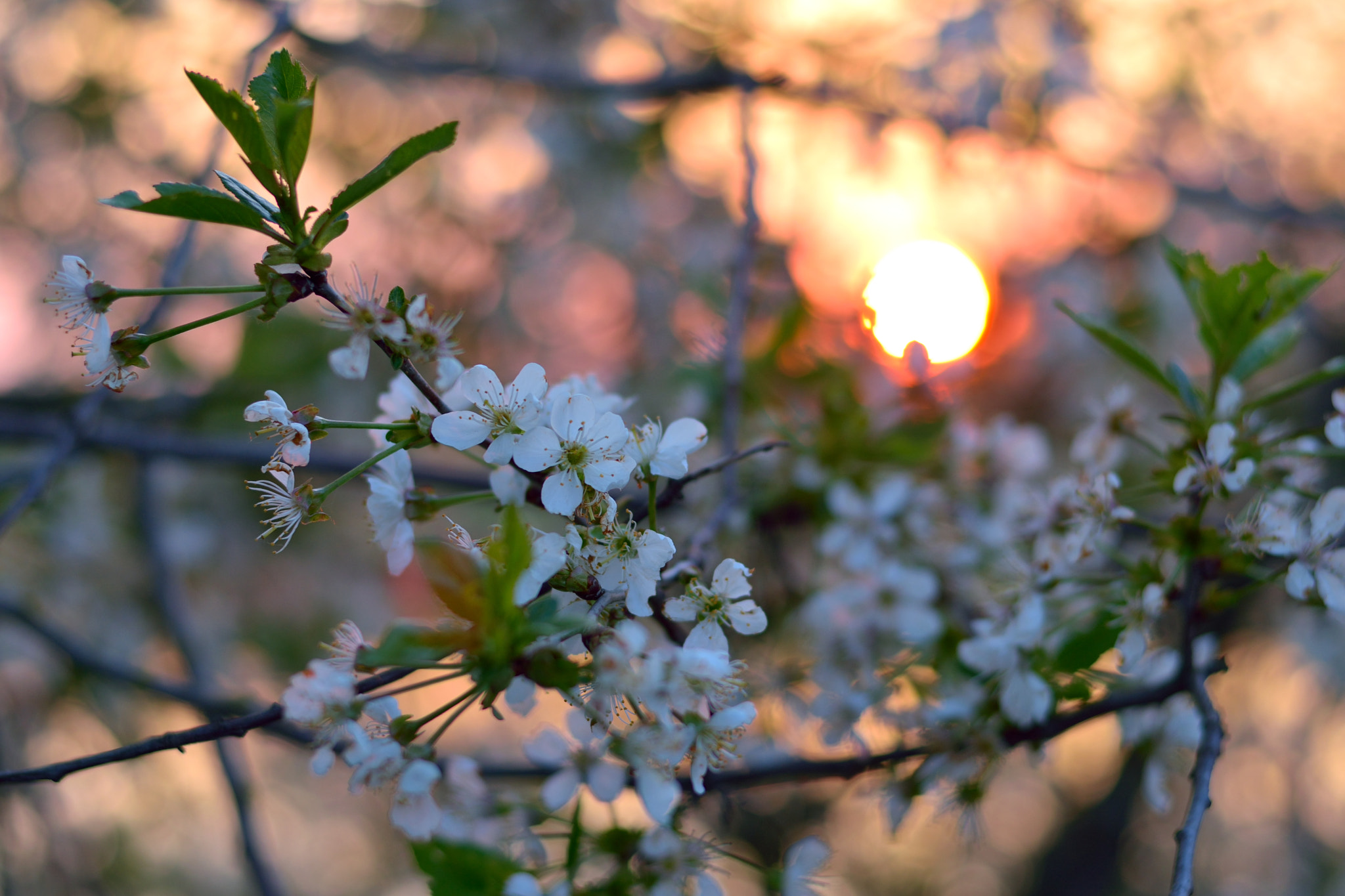 Nikon AF-S Nikkor 50mm F1.8G sample photo. закат photography