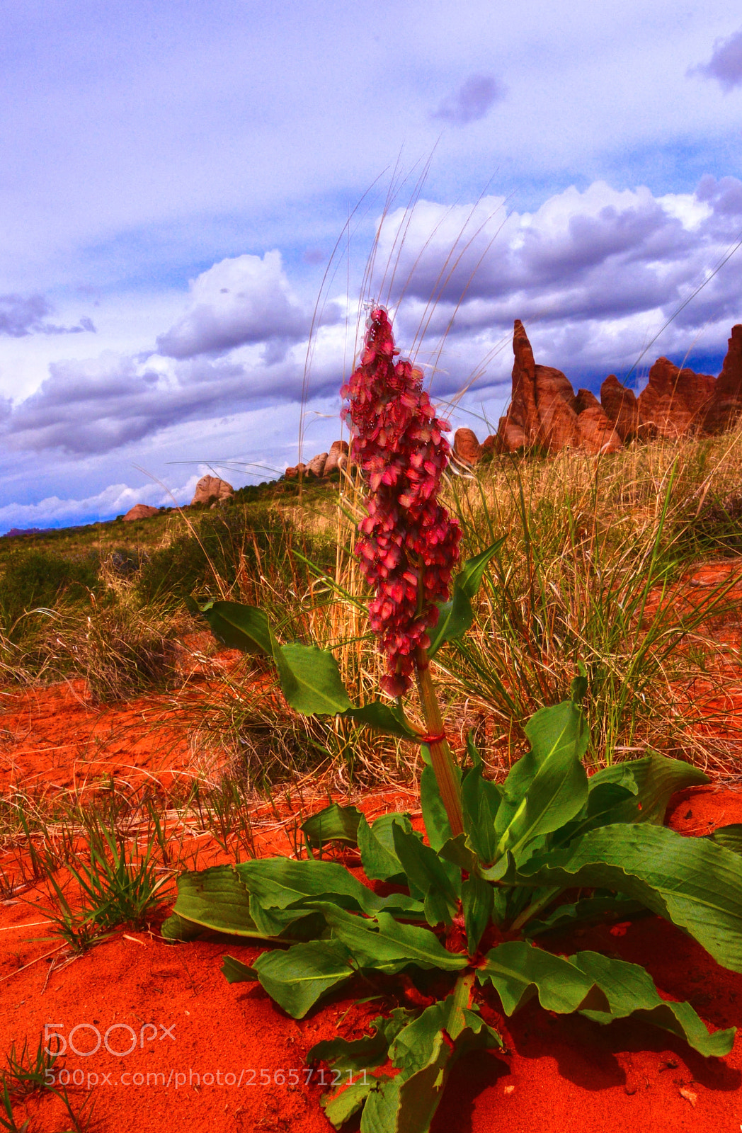 Nikon D610 sample photo. Desert flower 1 photography
