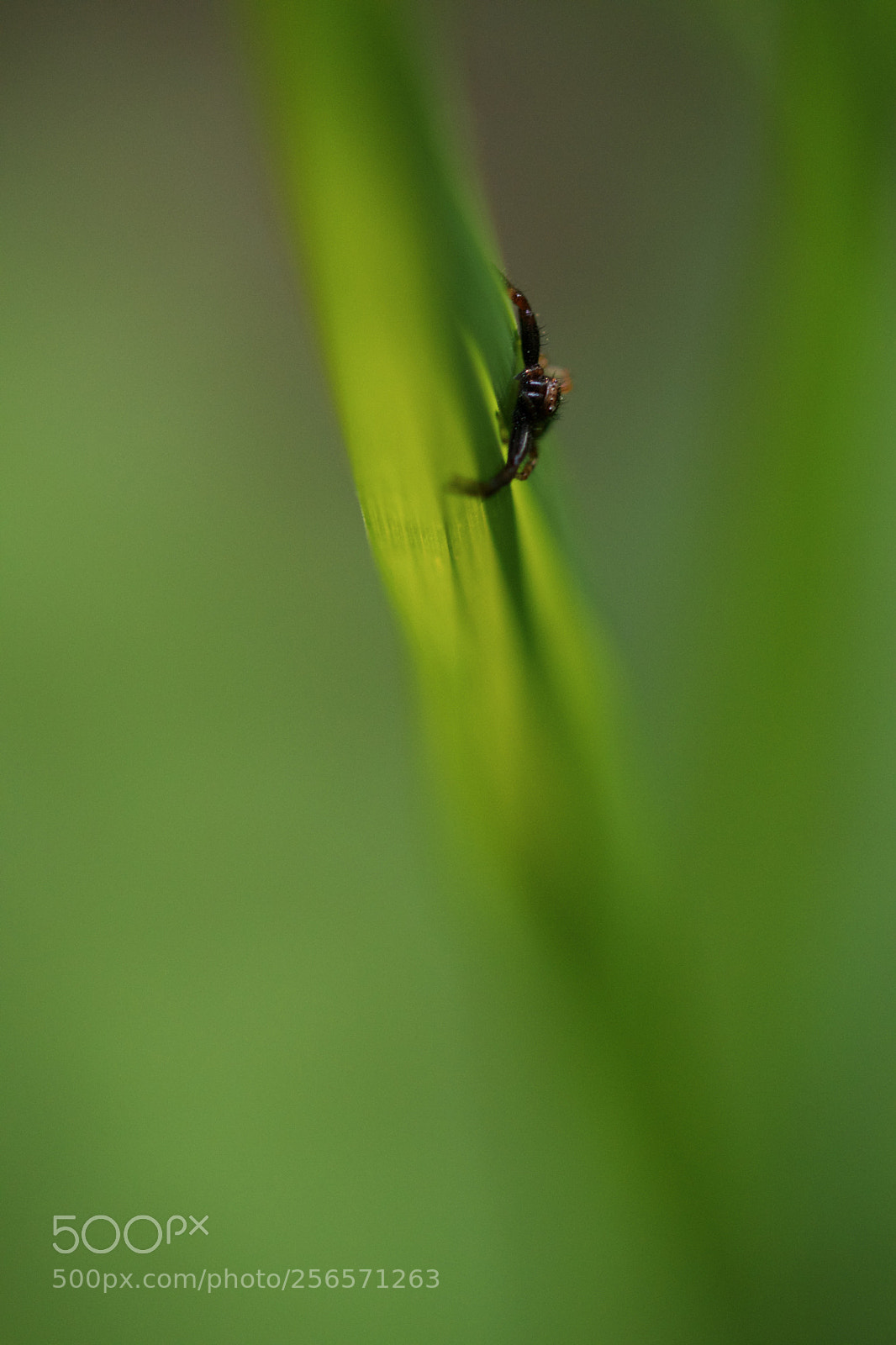 Canon EOS 77D (EOS 9000D / EOS 770D) sample photo. First contact ii photography
