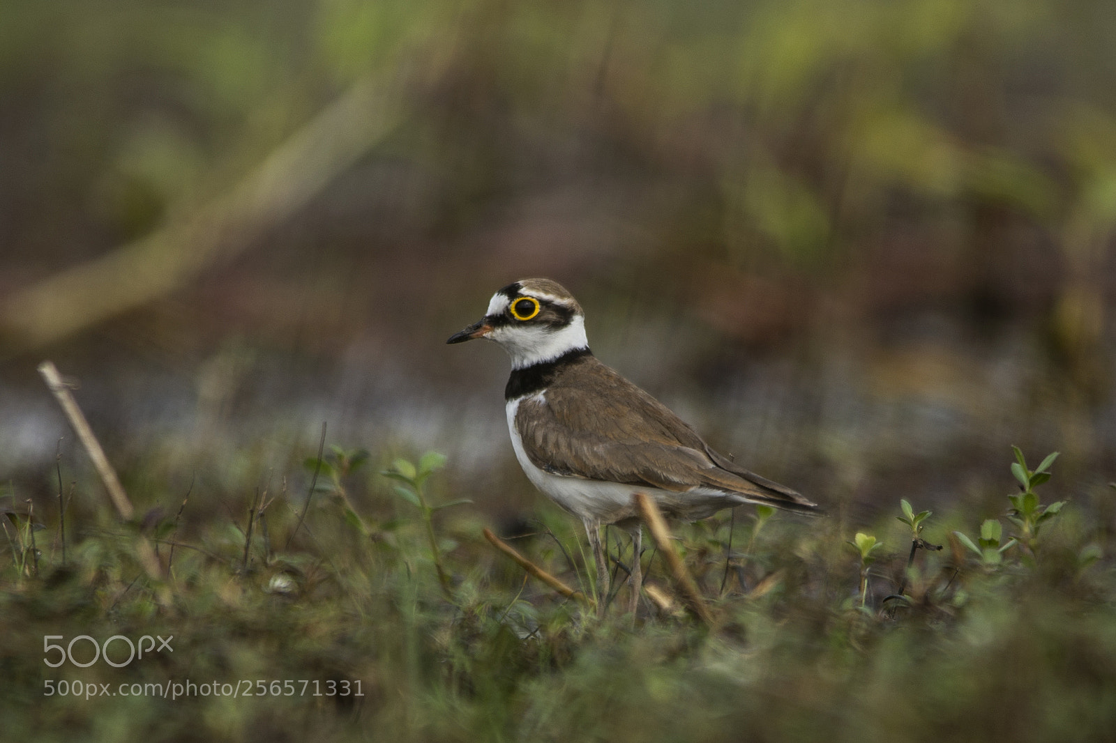 Nikon D600 sample photo. Little-ringed plover (charadrius dubius) photography