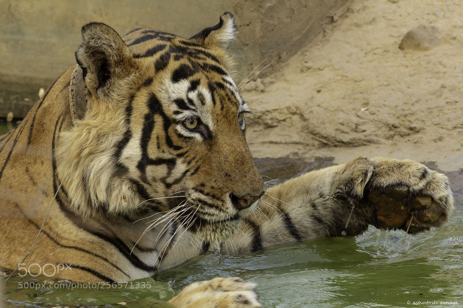 Canon EOS 60D sample photo. Royal bengal tiger photography