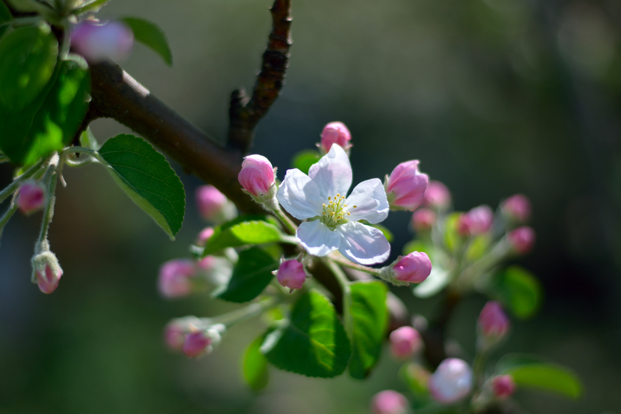 Nikon AF-S Nikkor 50mm F1.8G sample photo. Яблони цветут photography