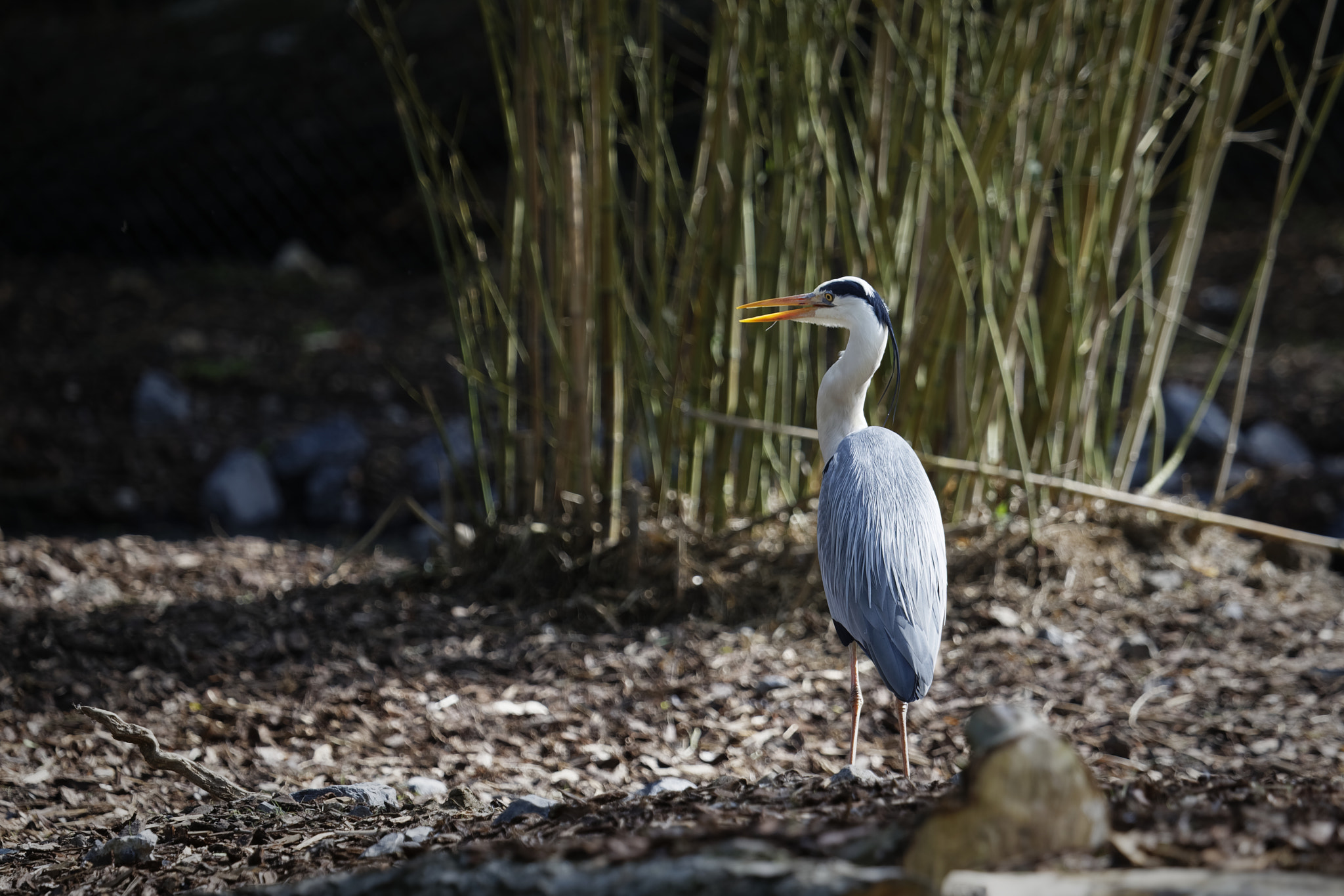 Canon EOS 6D + Canon EF 100-400mm F4.5-5.6L IS USM sample photo. 6d_8905 photography