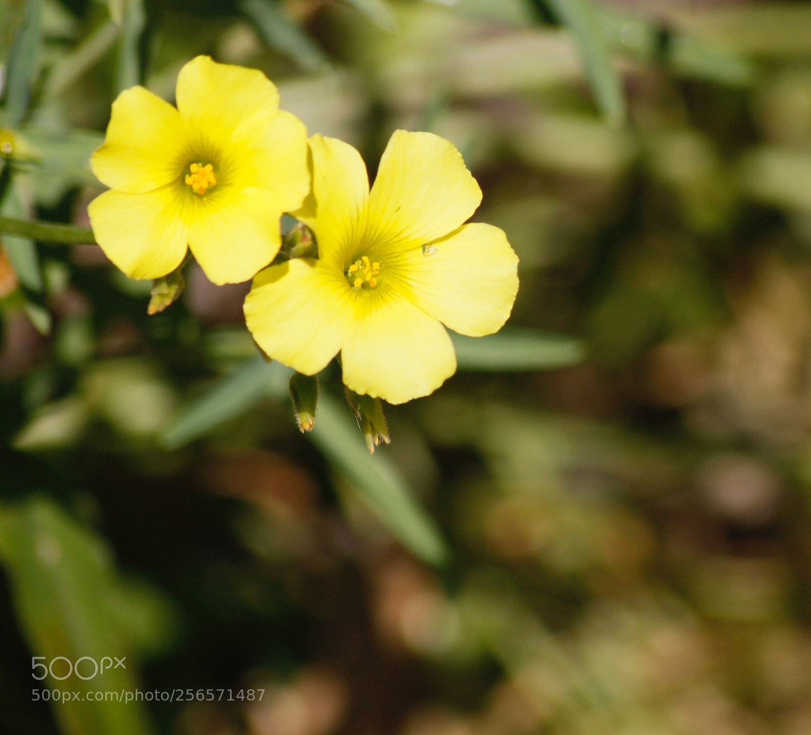 Canon EOS 1100D (EOS Rebel T3 / EOS Kiss X50) sample photo. Little yellow flowers photography