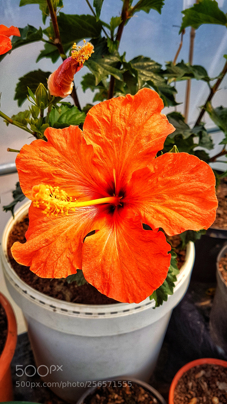 Samsung Galaxy S7 Edge sample photo. Untitled photography