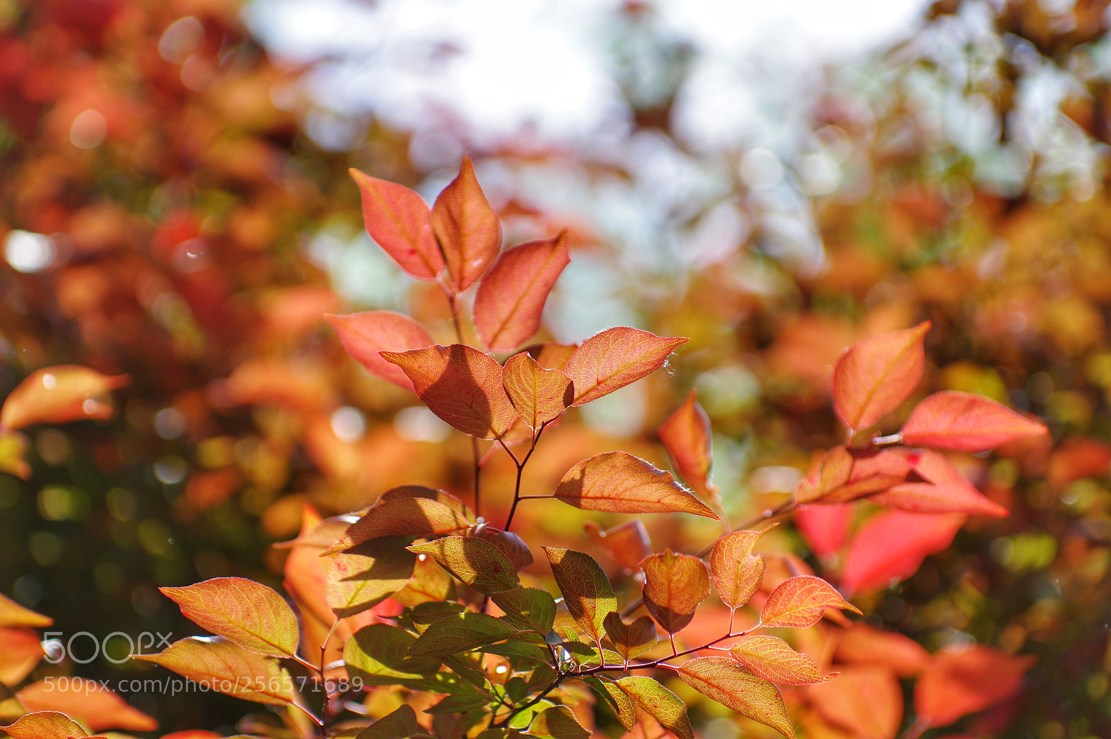 Pentax K-3 II sample photo. Untitled photography