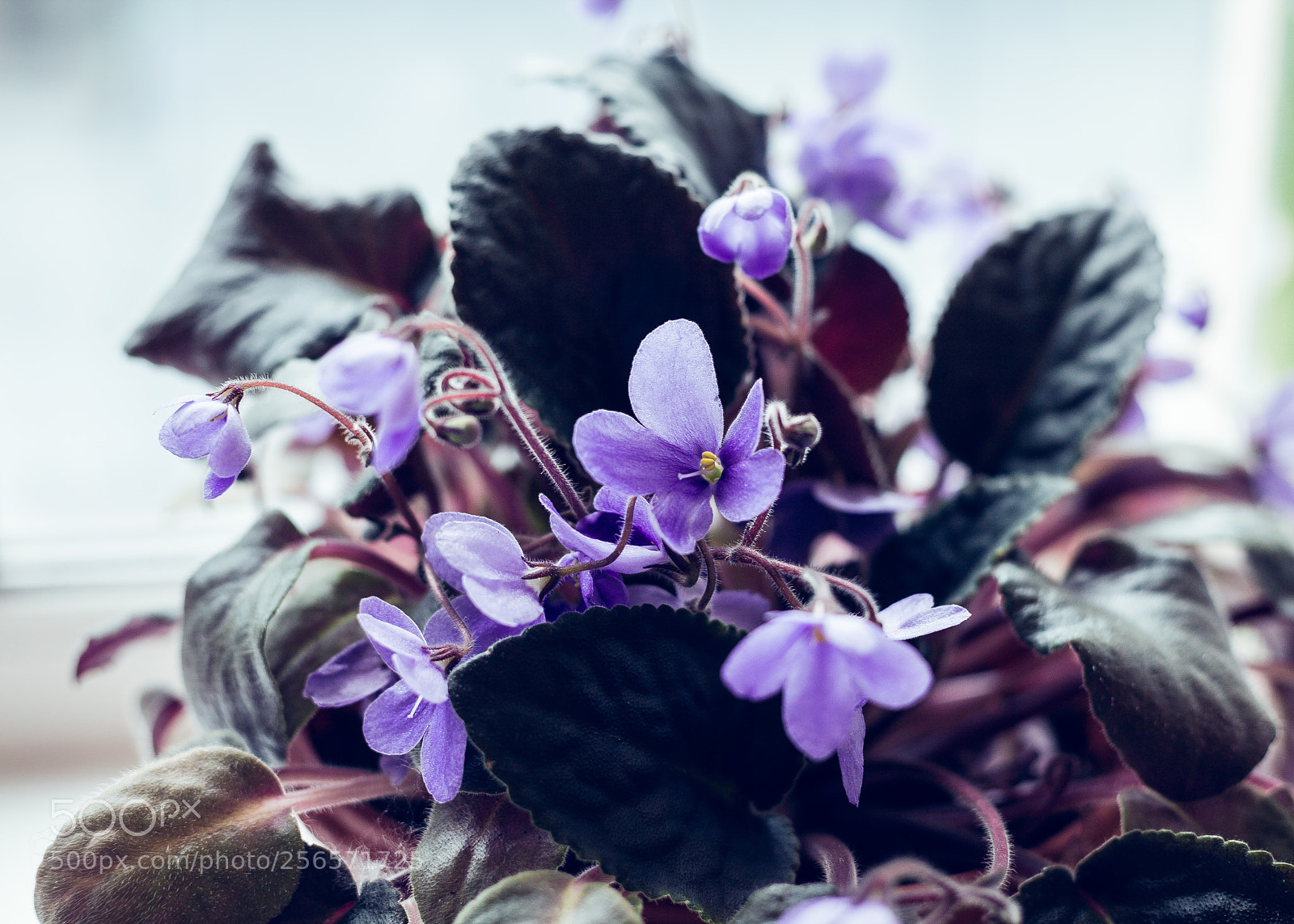 Canon EOS 5D sample photo. African violet flowers of photography
