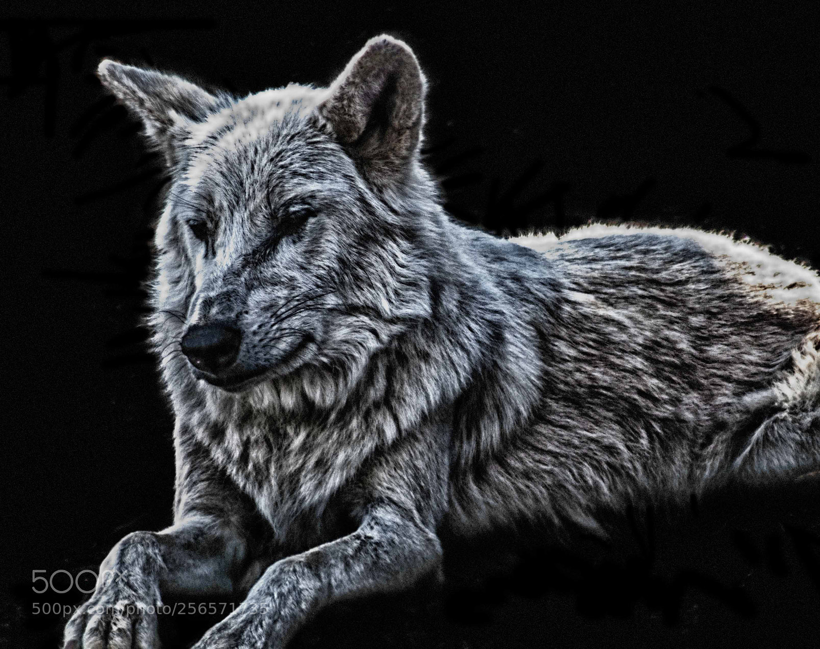 Sony SLT-A58 sample photo. White wolf photography