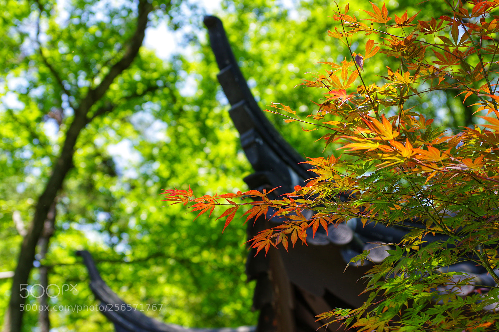 Pentax K-3 II sample photo. Untitled photography