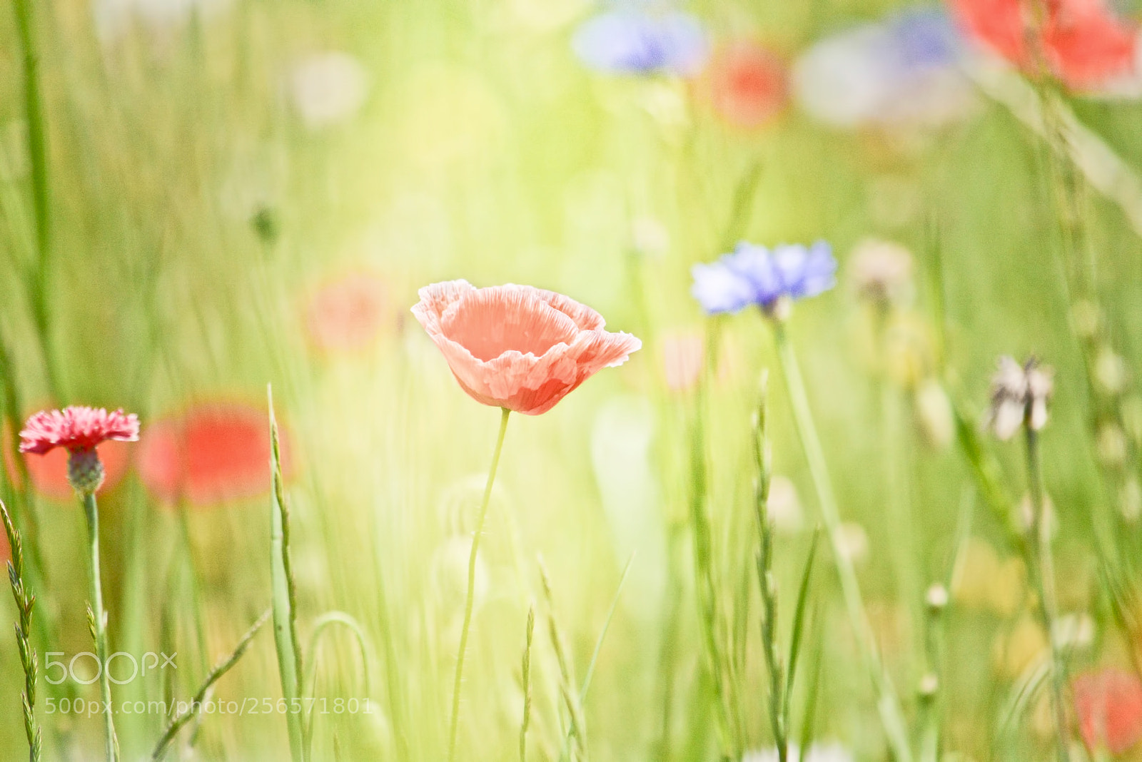 Nikon D7100 sample photo. Mix flowers and poppies photography