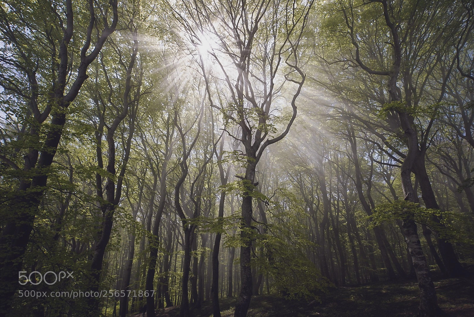 Sony a7 III sample photo. Misty woodland photography