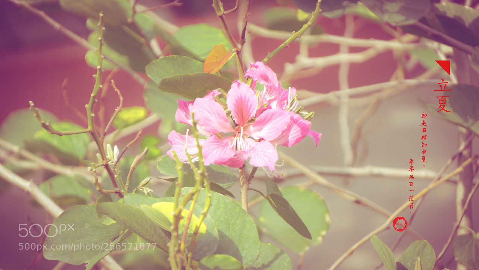 Sony a6300 sample photo. Summer begins photography