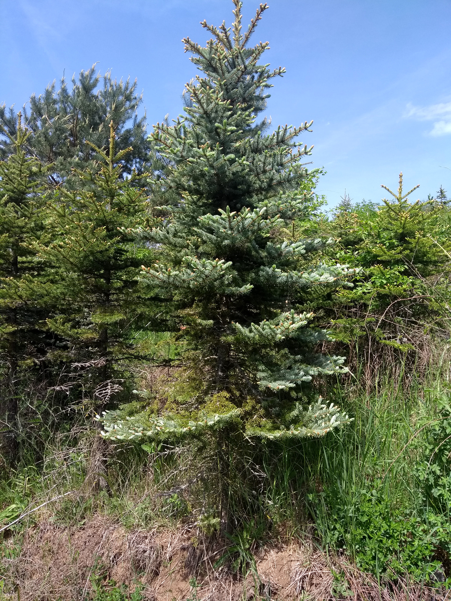 Motorola Moto G (5th Gen) sample photo