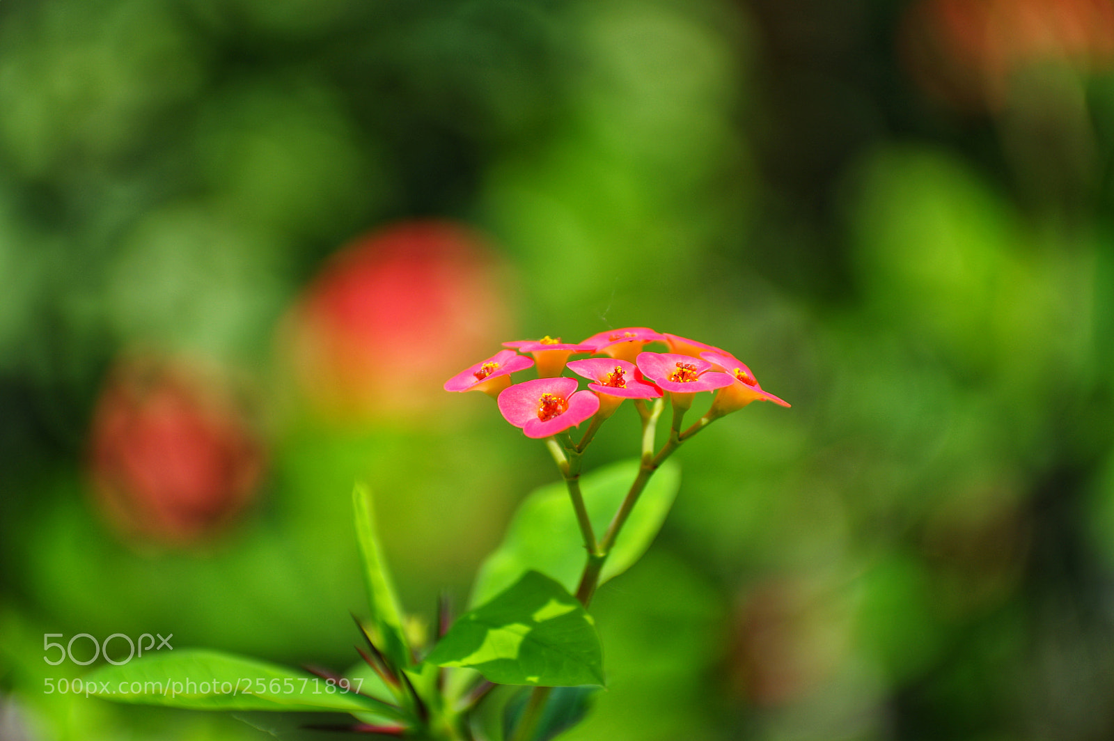 Pentax K-3 II sample photo. Untitled photography