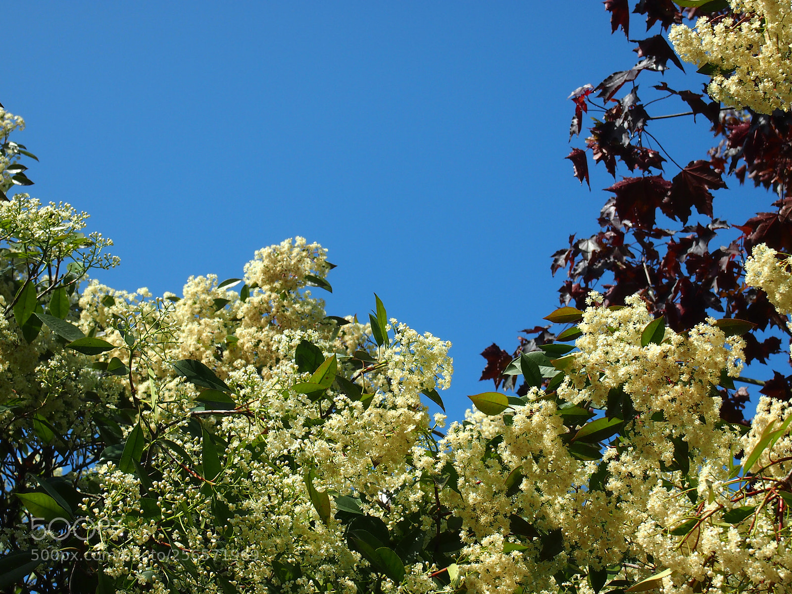 Olympus PEN E-PL3 sample photo. Spring in the garden photography