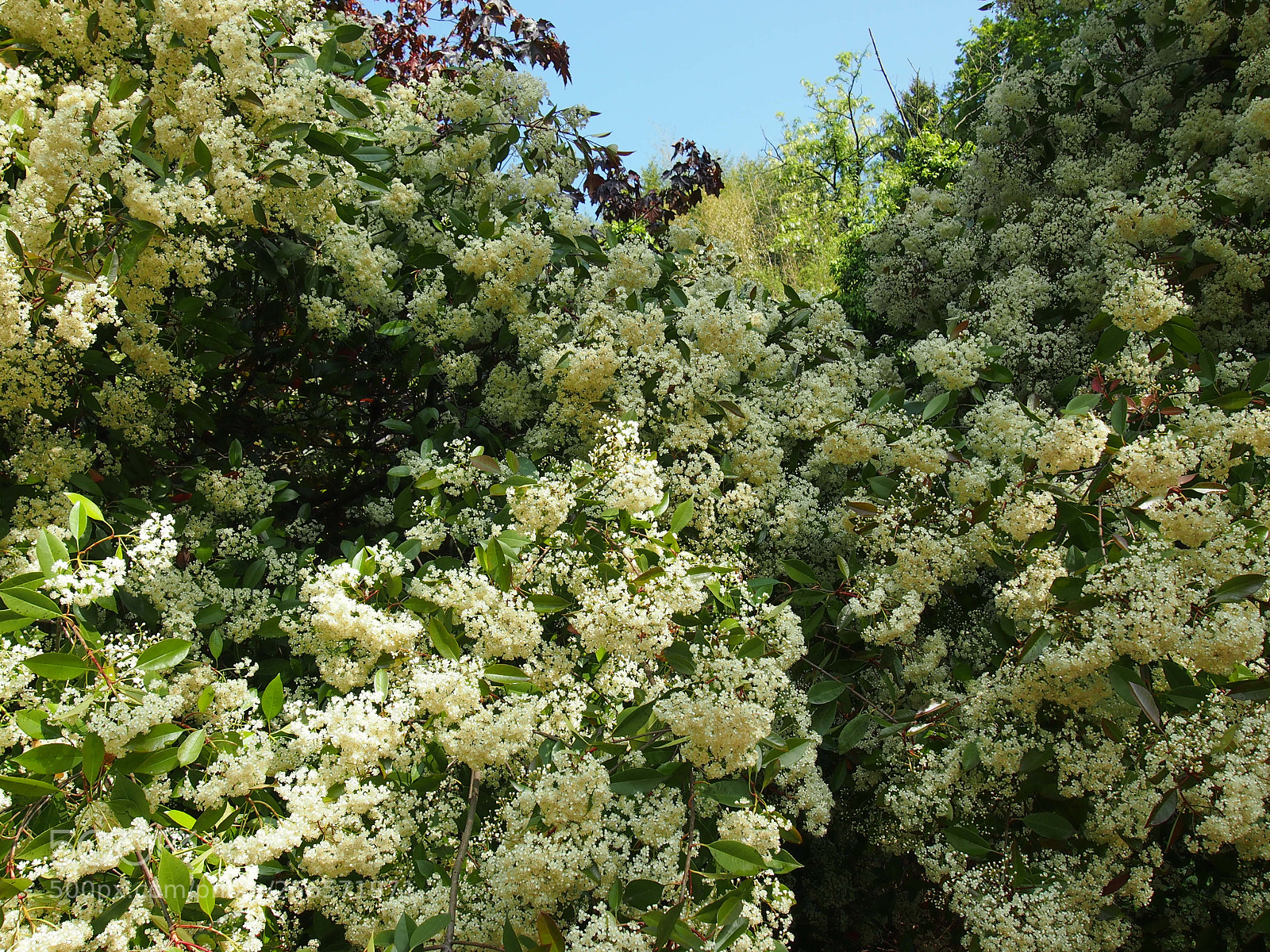 Olympus PEN E-PL3 sample photo. Spring in the garden photography