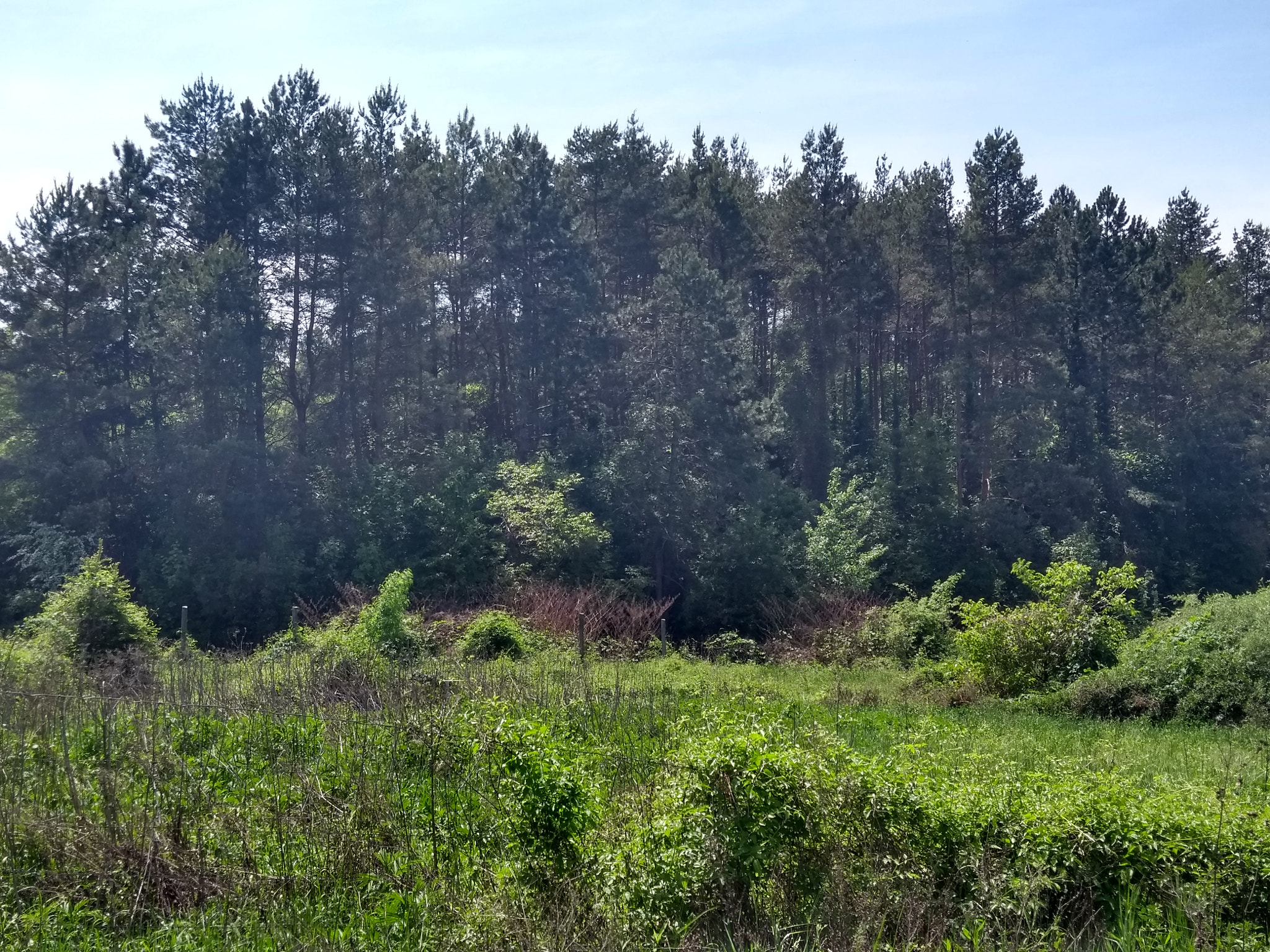 Motorola Moto G (5th Gen) sample photo