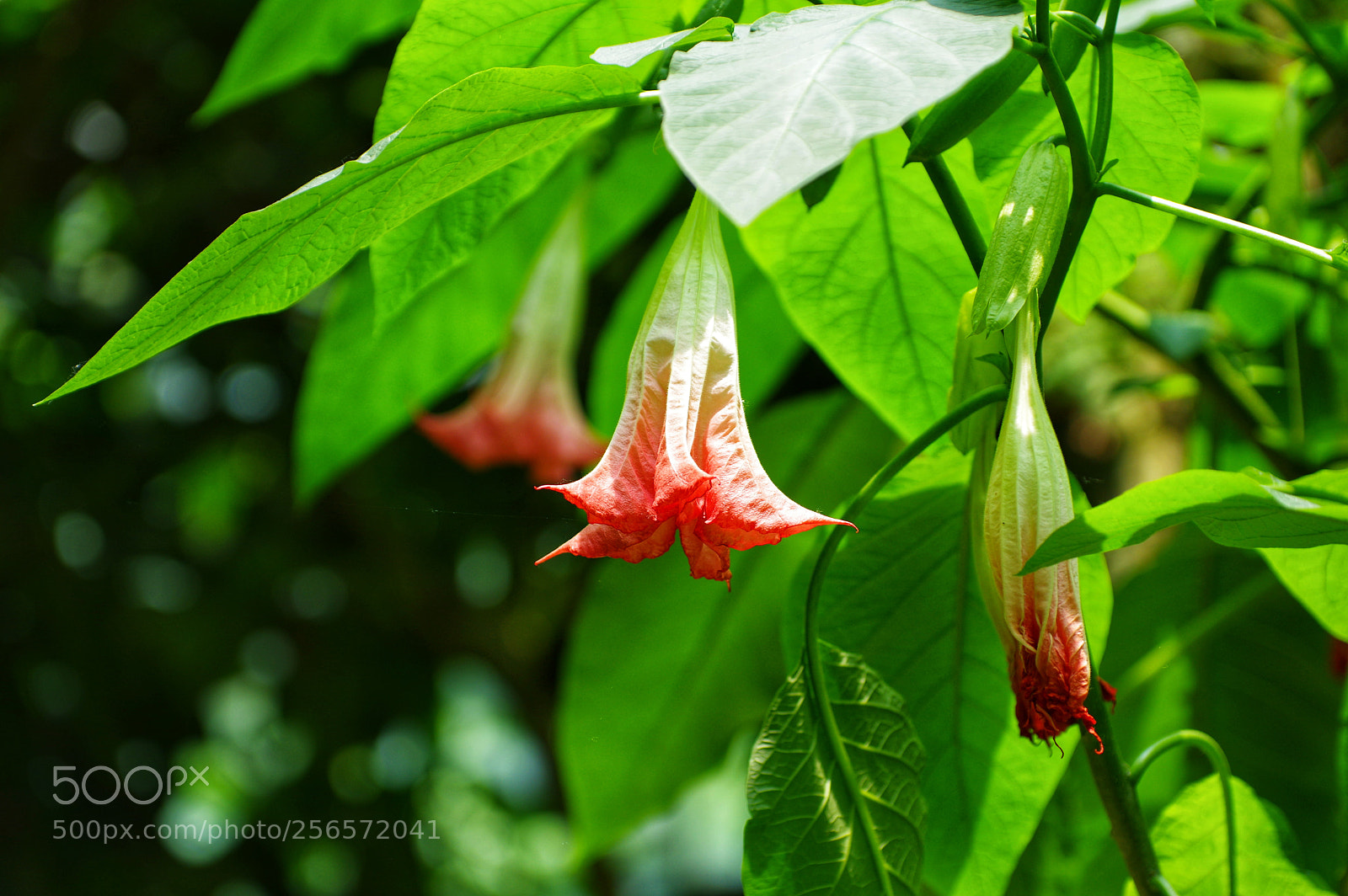 Pentax K-3 II sample photo. Untitled photography