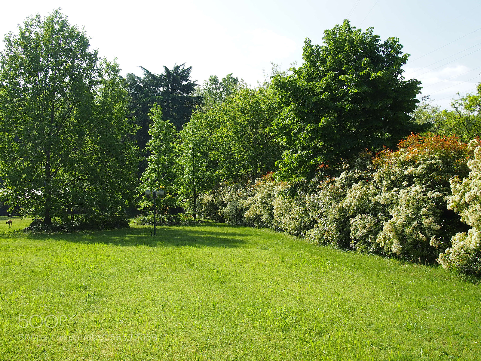 Olympus PEN E-PL3 sample photo. Spring in the garden photography