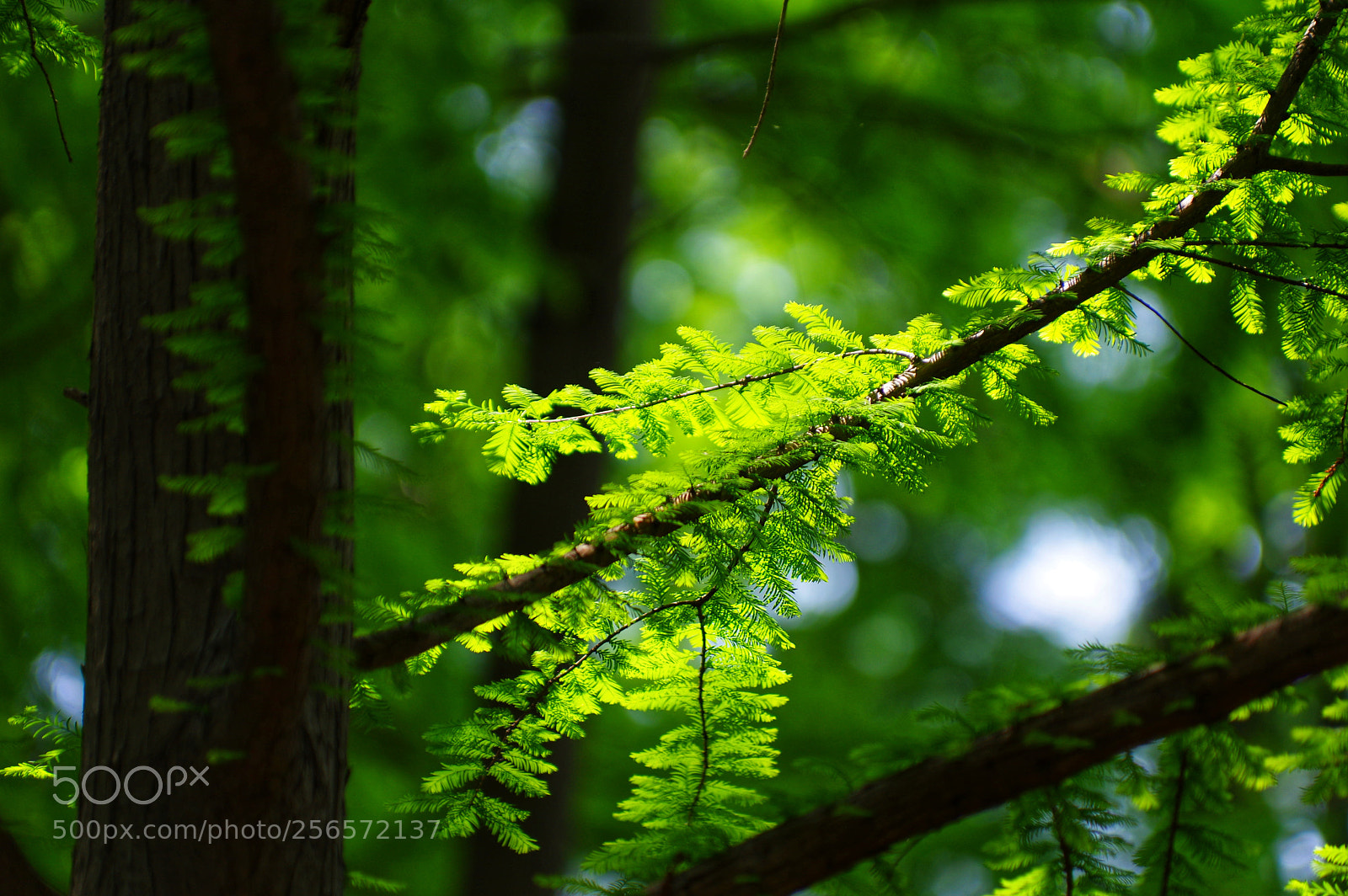 Pentax K-3 II sample photo. Untitled photography
