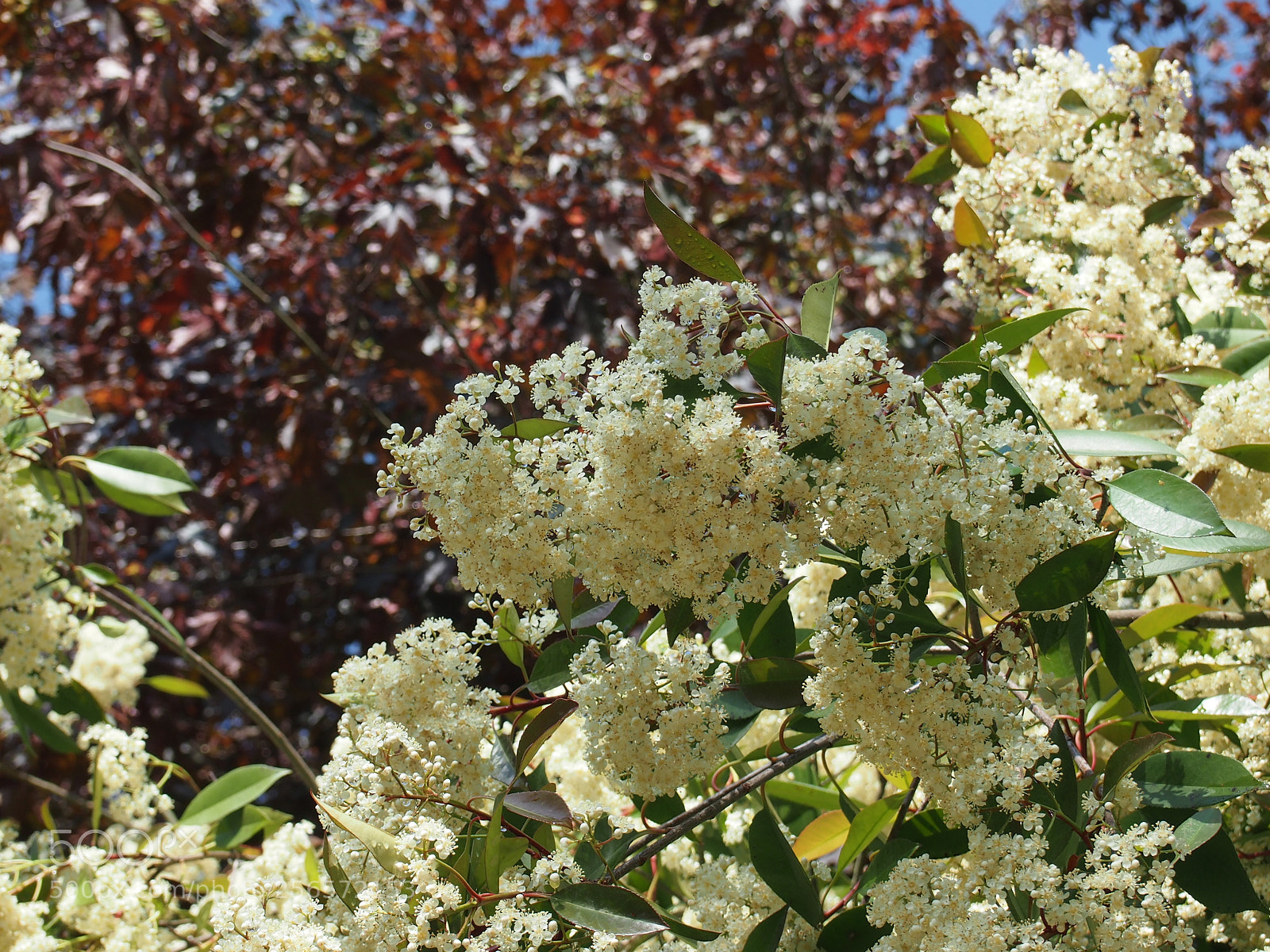 Olympus PEN E-PL3 sample photo. Spring in the garden photography