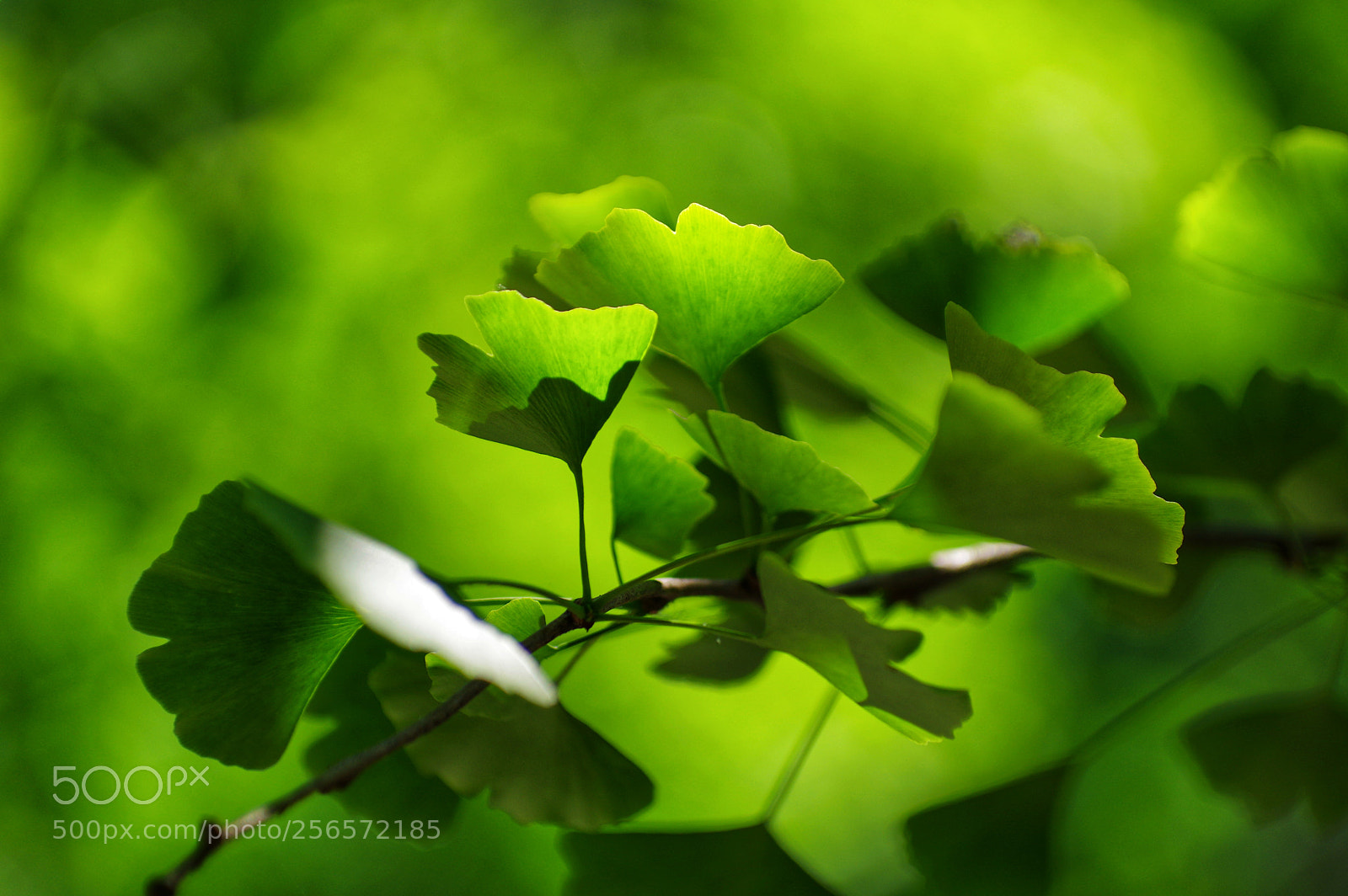 Pentax K-3 II sample photo. Untitled photography