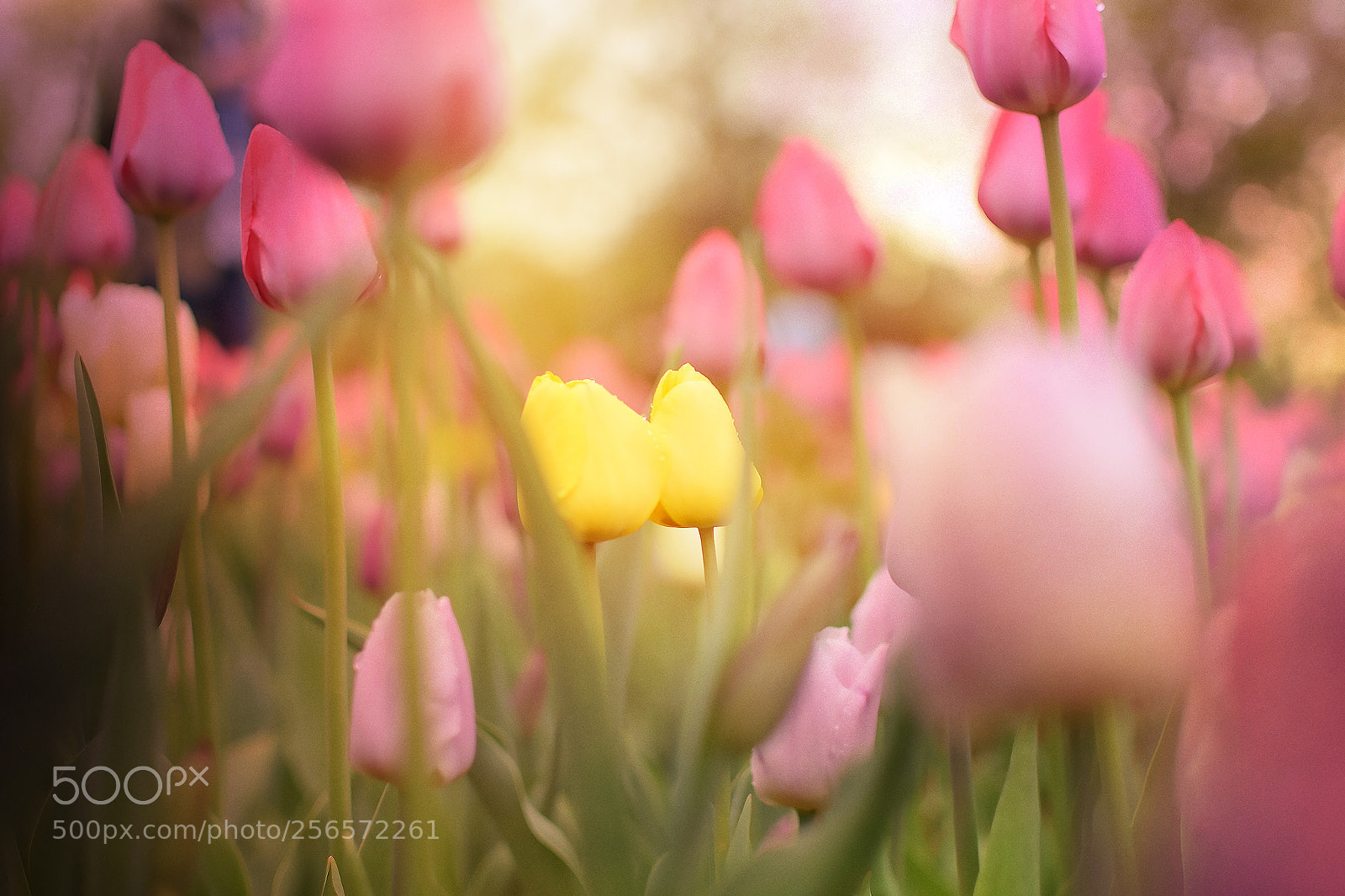 Nikon D3300 sample photo. Spring love photography