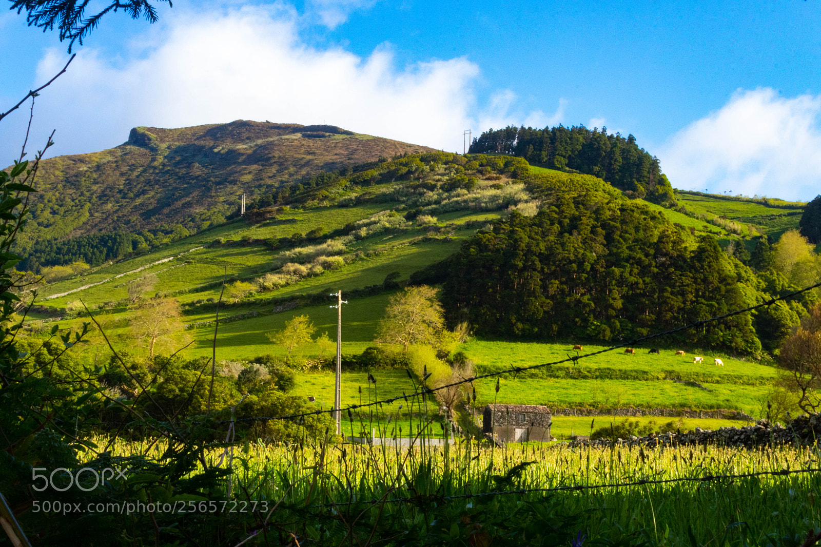Canon EOS 80D sample photo. Lajes, flores photography